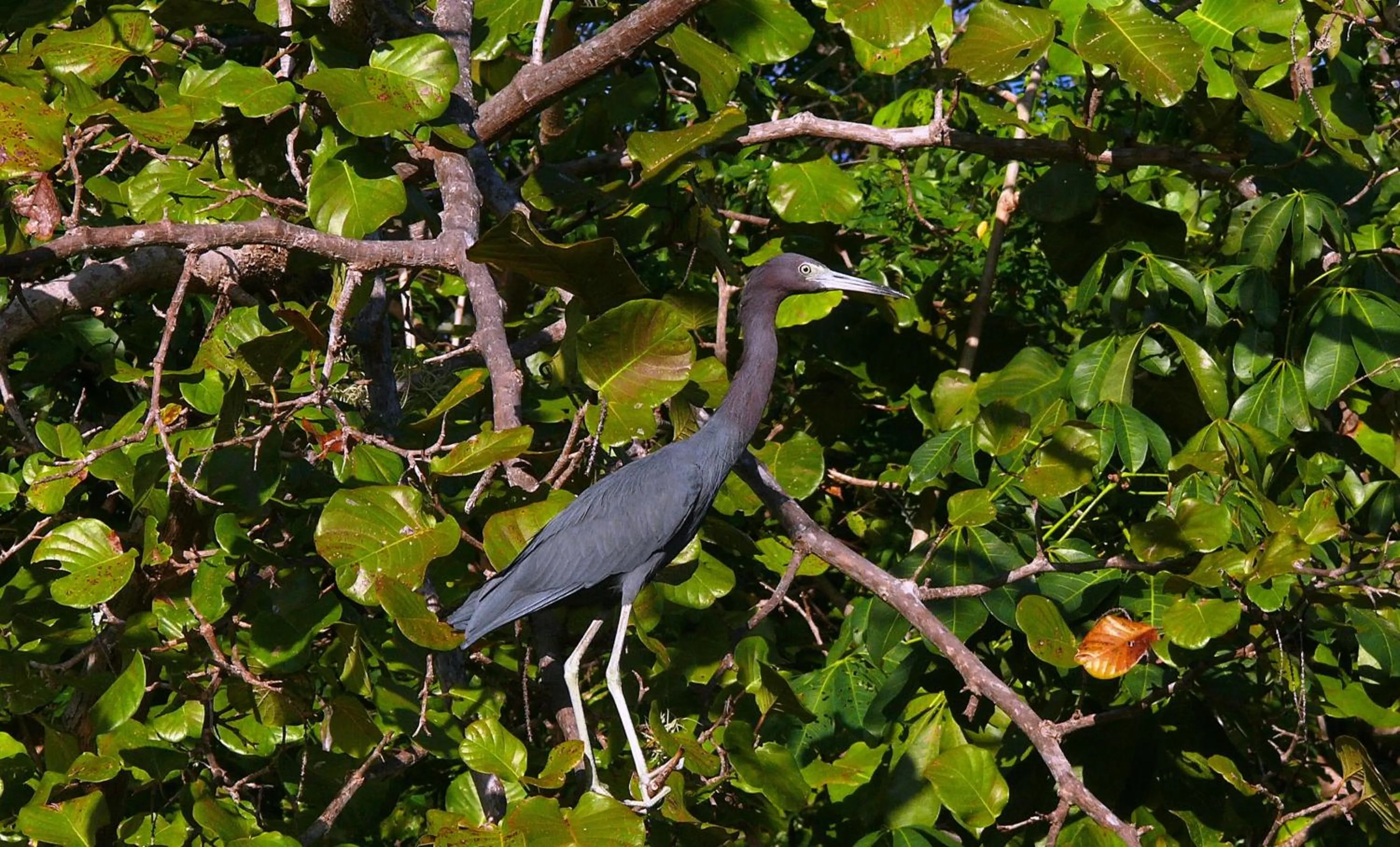 Zopango Orchids Island