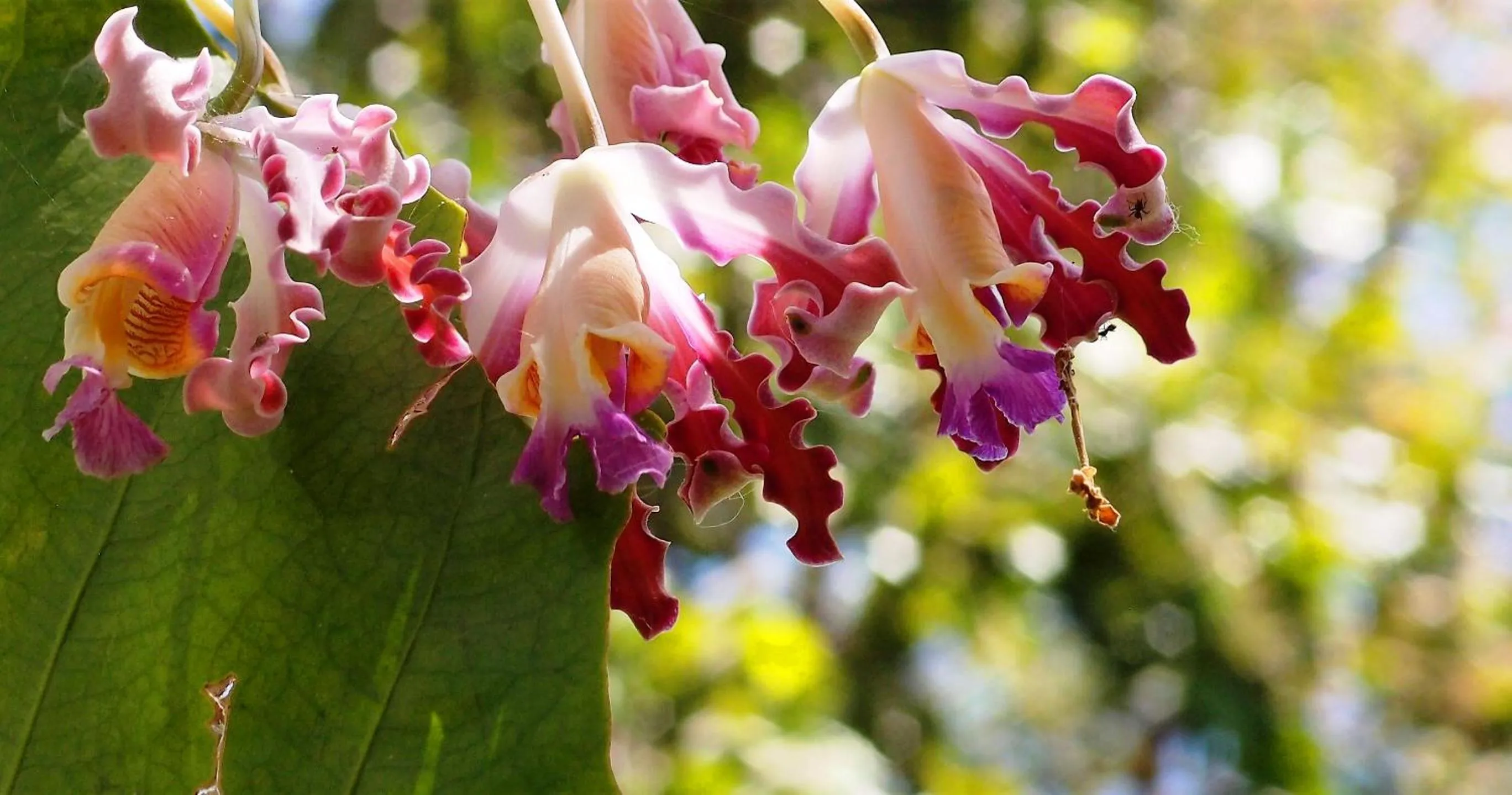 Zopango Orchids Island