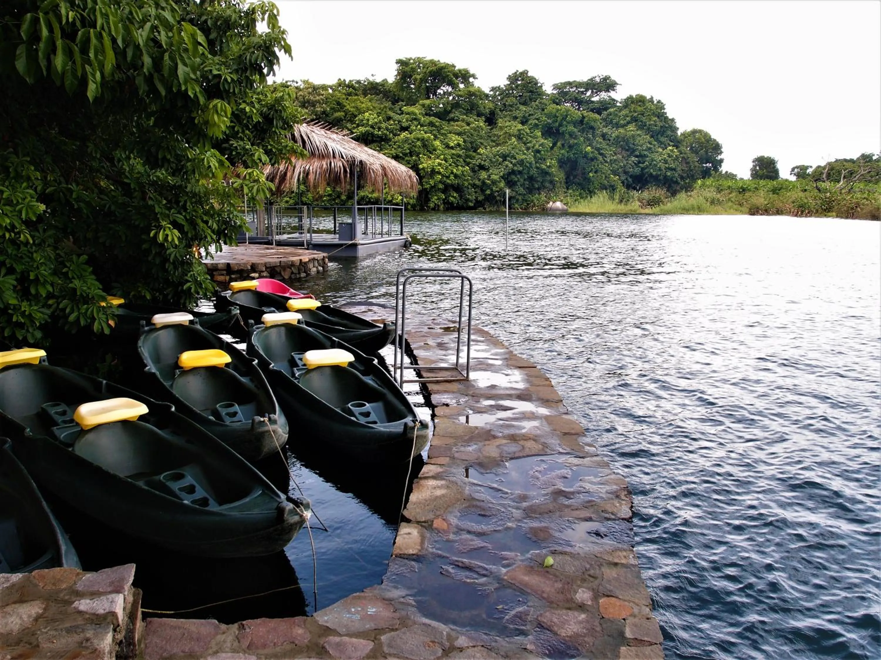 Zopango Orchids Island