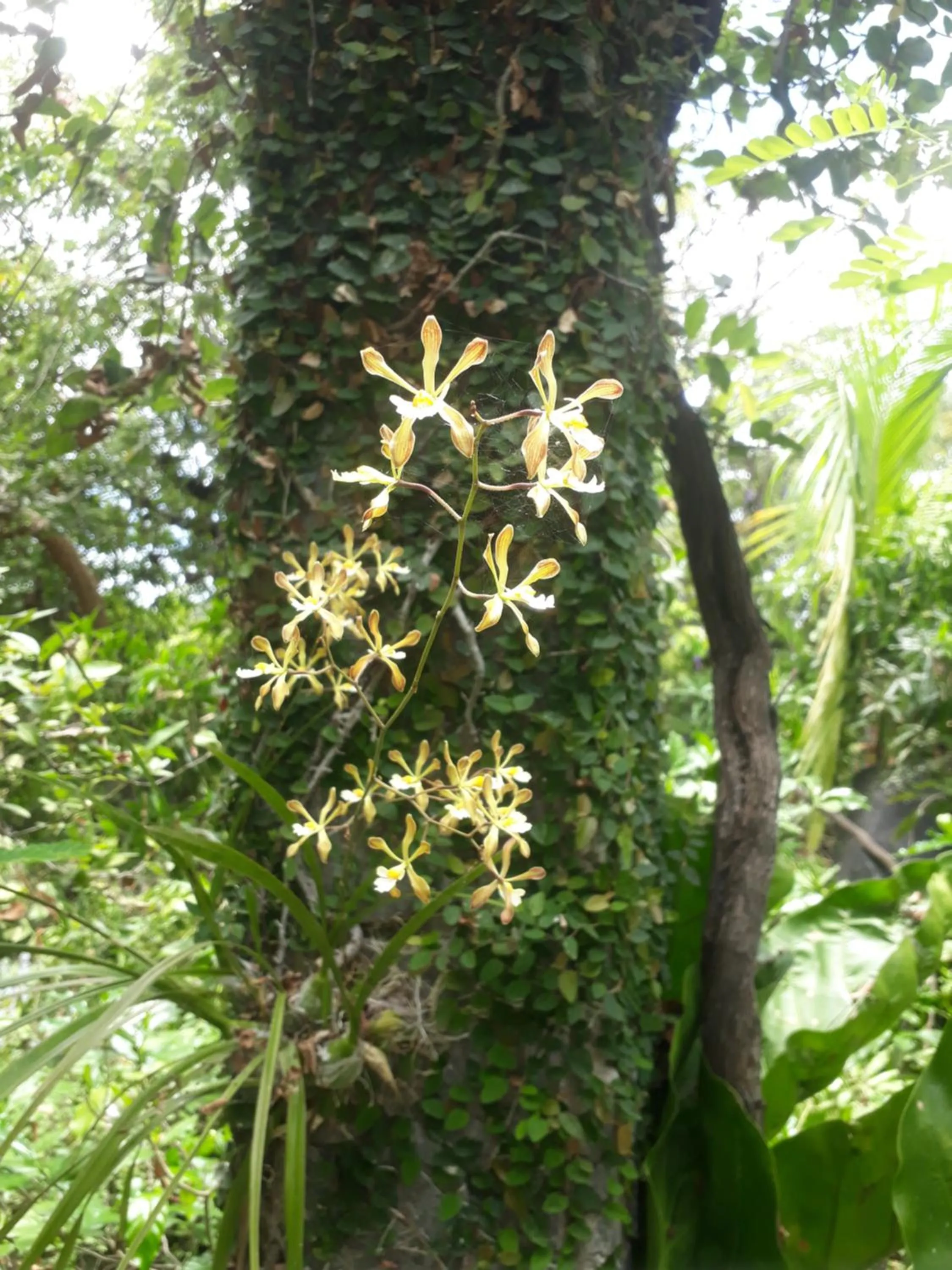 Zopango Orchids Island