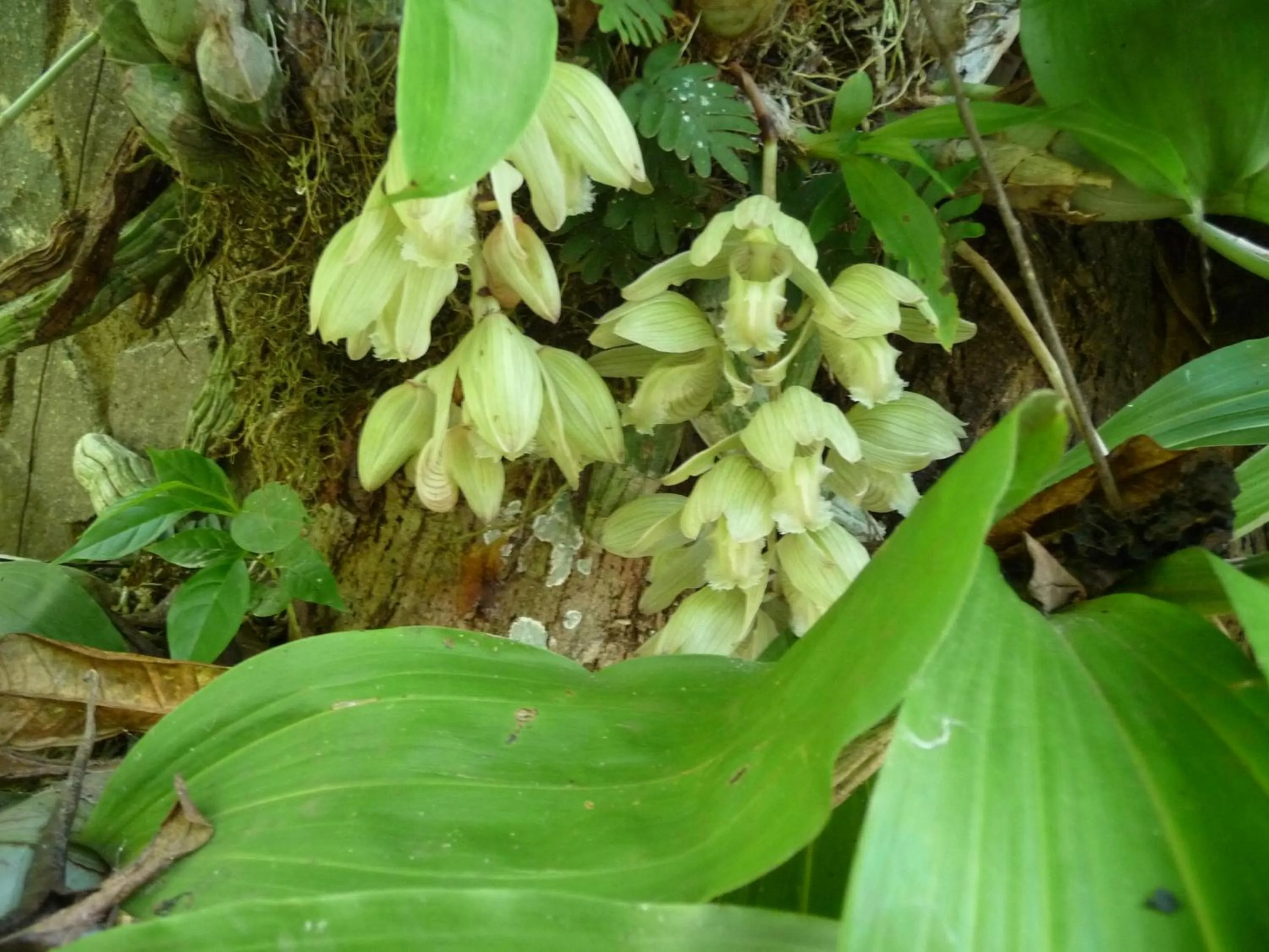 Zopango Orchids Island