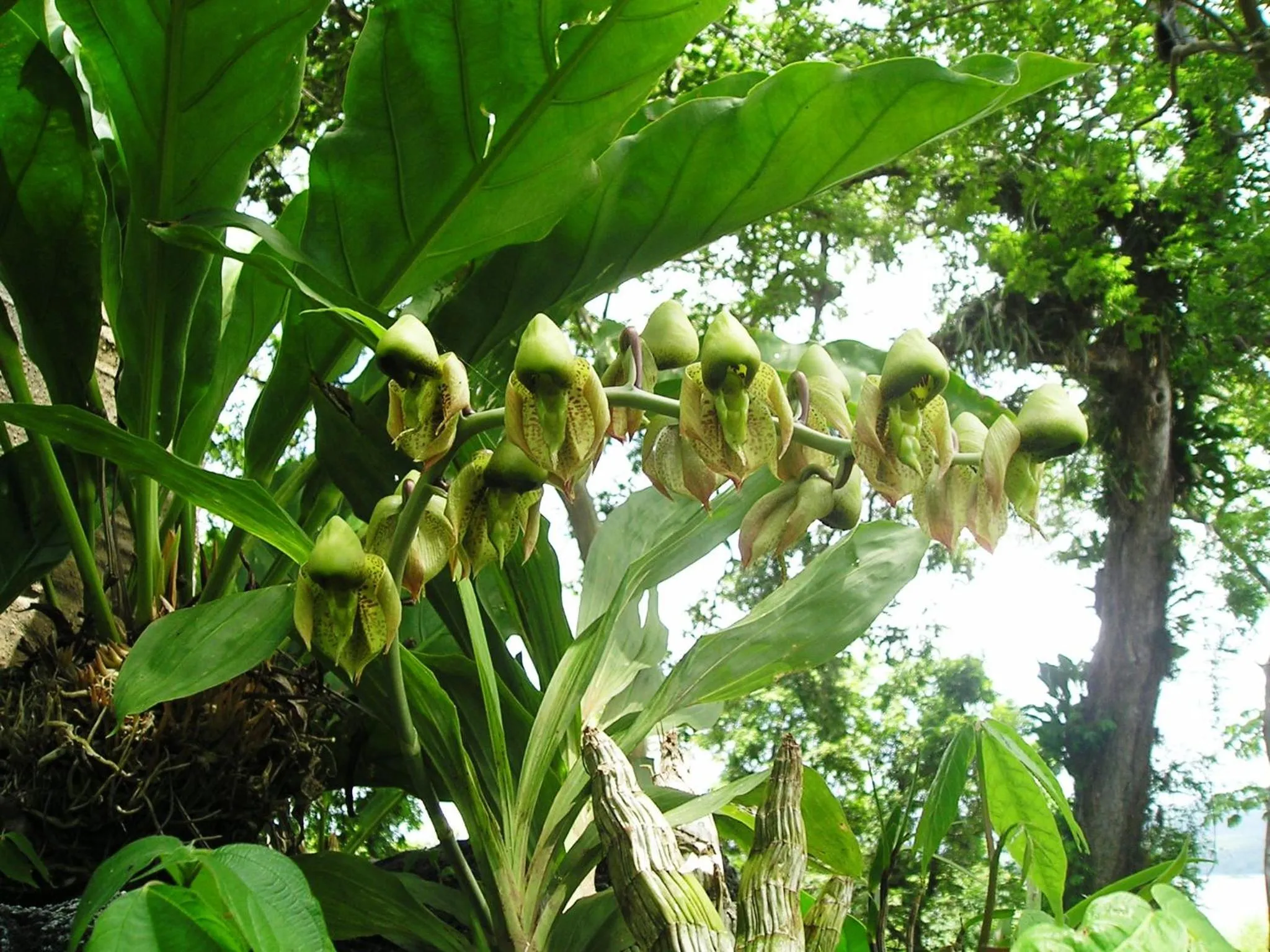 Zopango Orchids Island