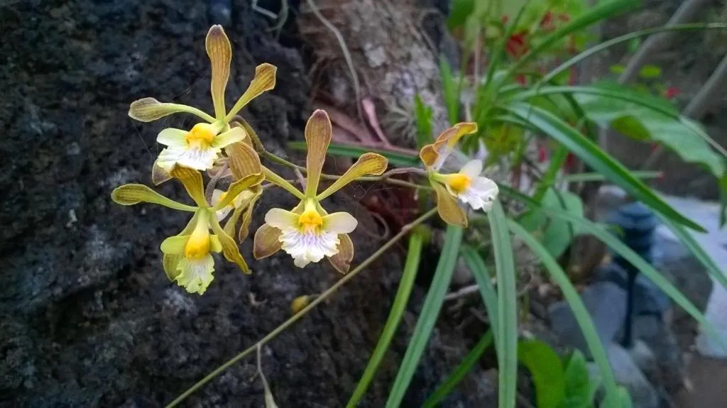 Zopango Orchids Island