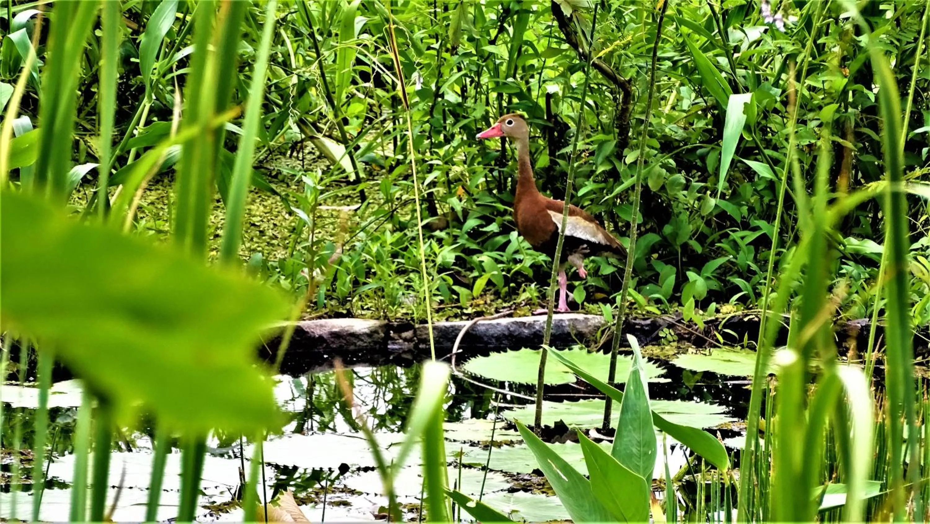 Zopango Orchids Island