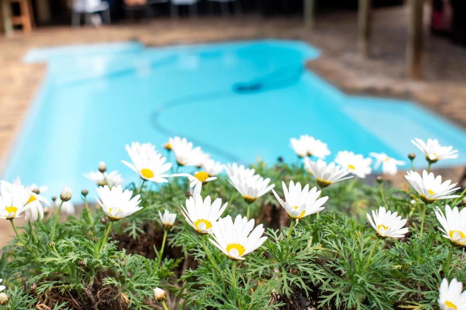 Summer in Balmoral Lodge