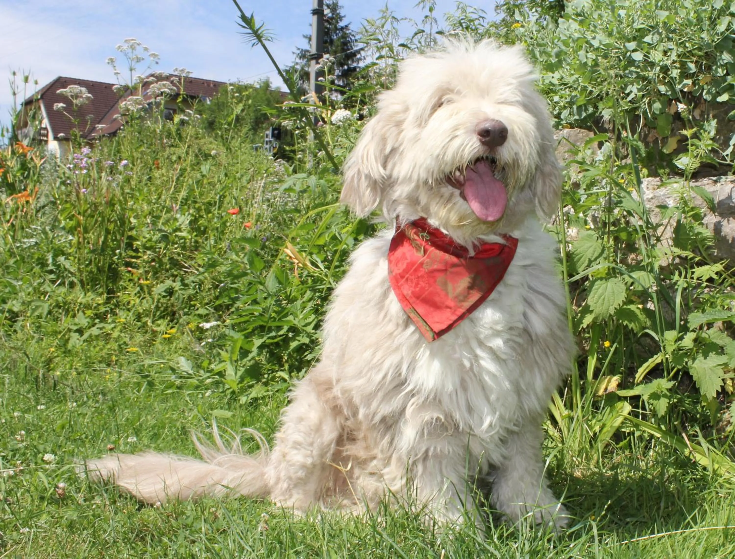 Pets in Steinschalerhof