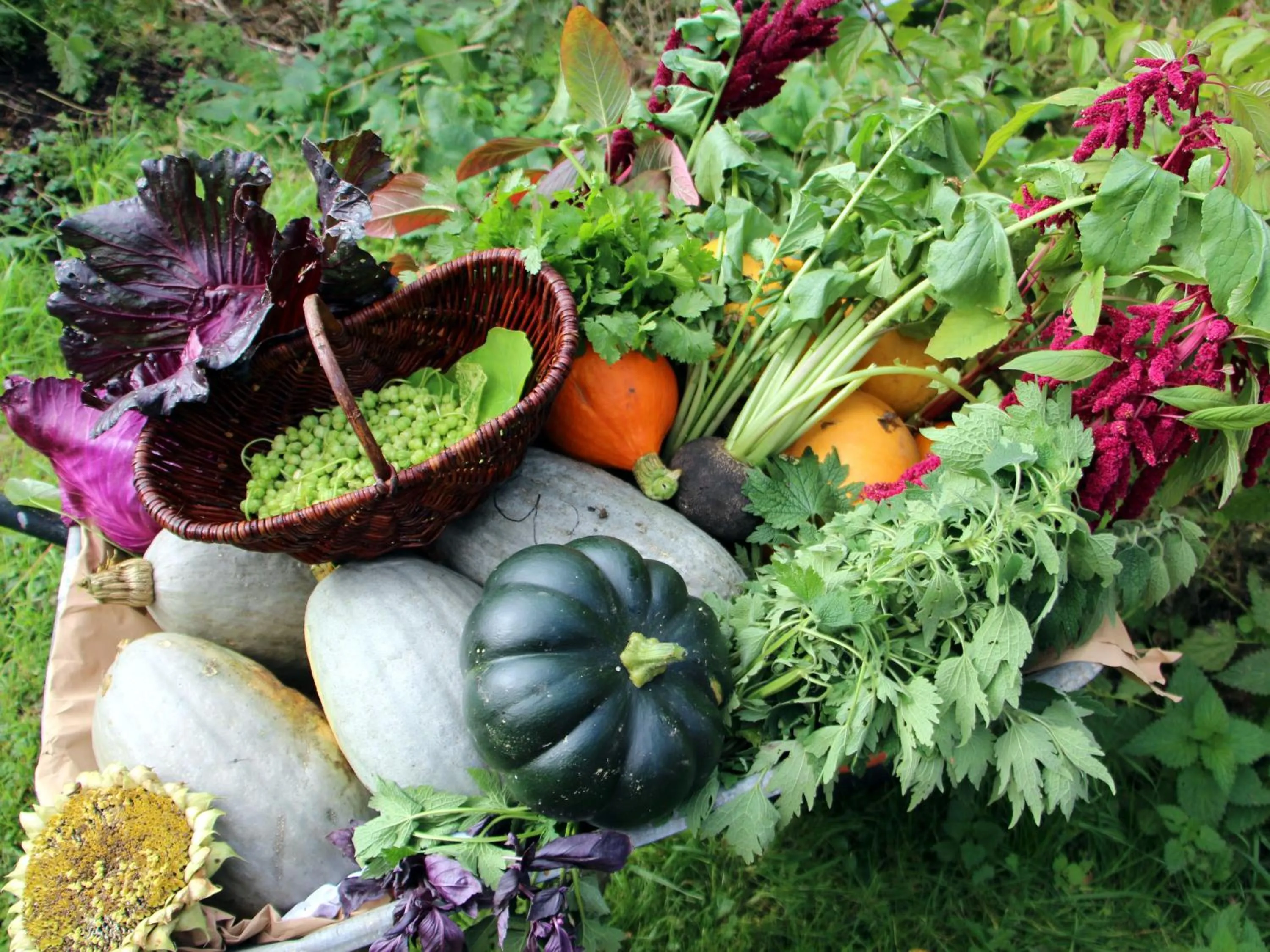 Garden in Steinschalerhof