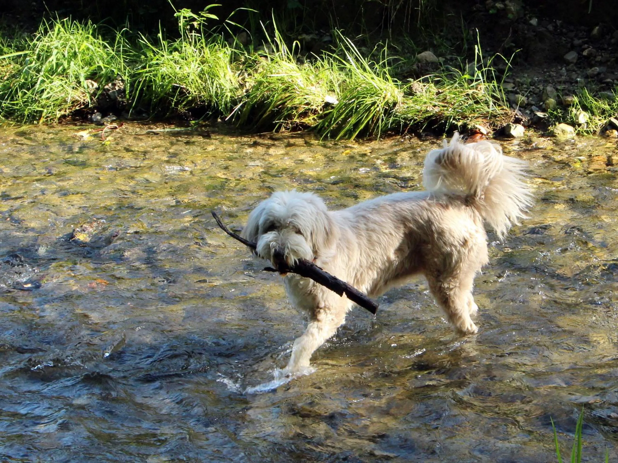 Summer in Steinschalerhof