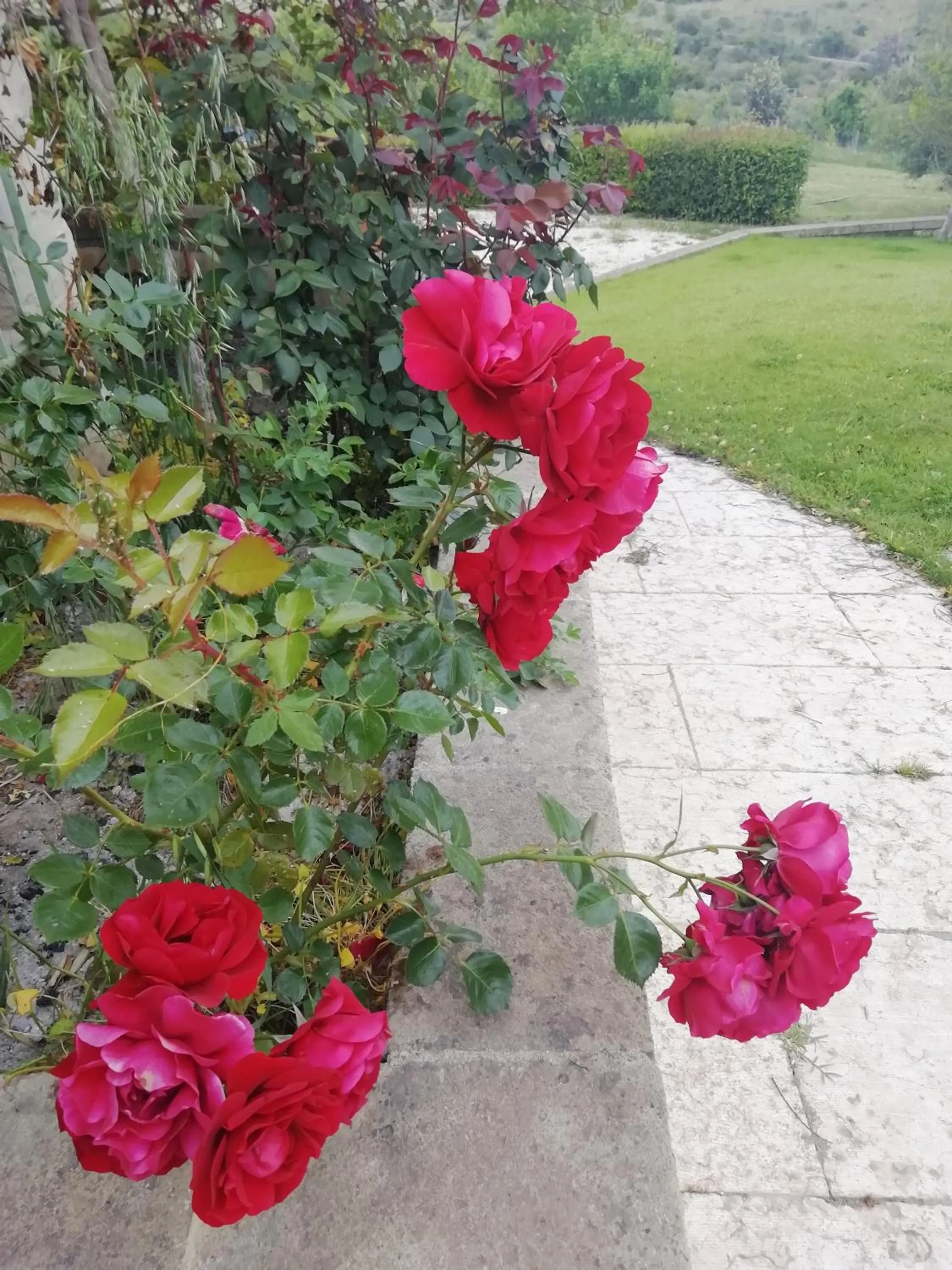 Garden in B&B Badde Cubas