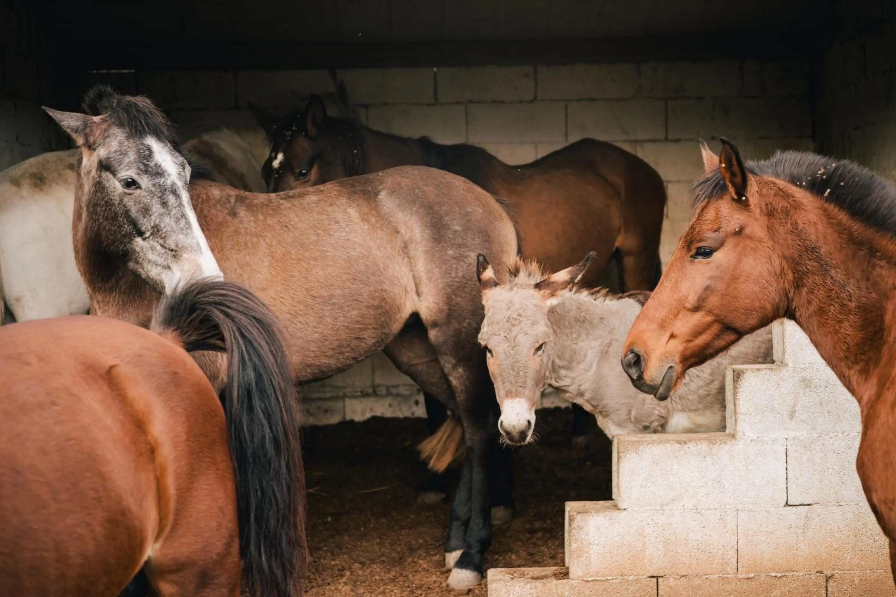 Animals in B&B Badde Cubas