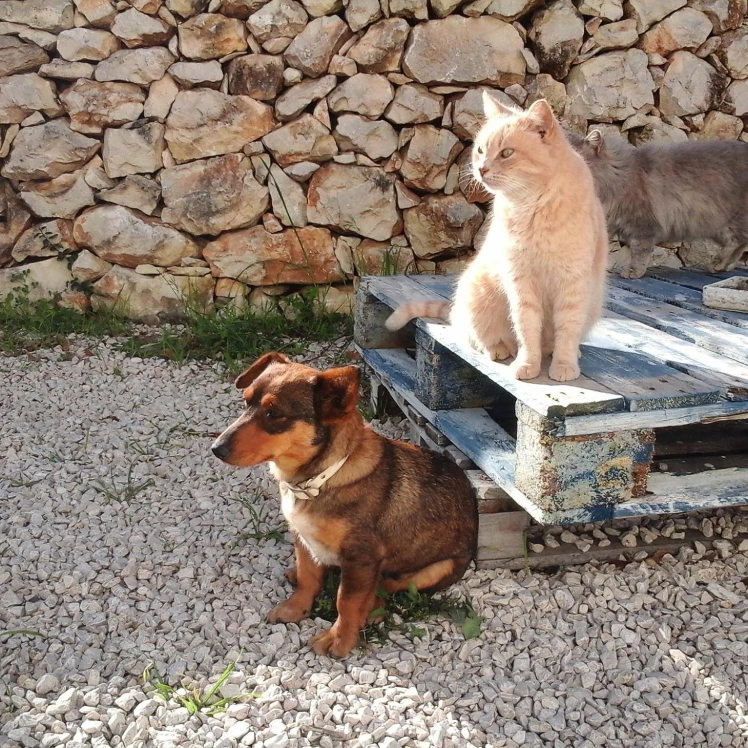 Garden in B&B Badde Cubas