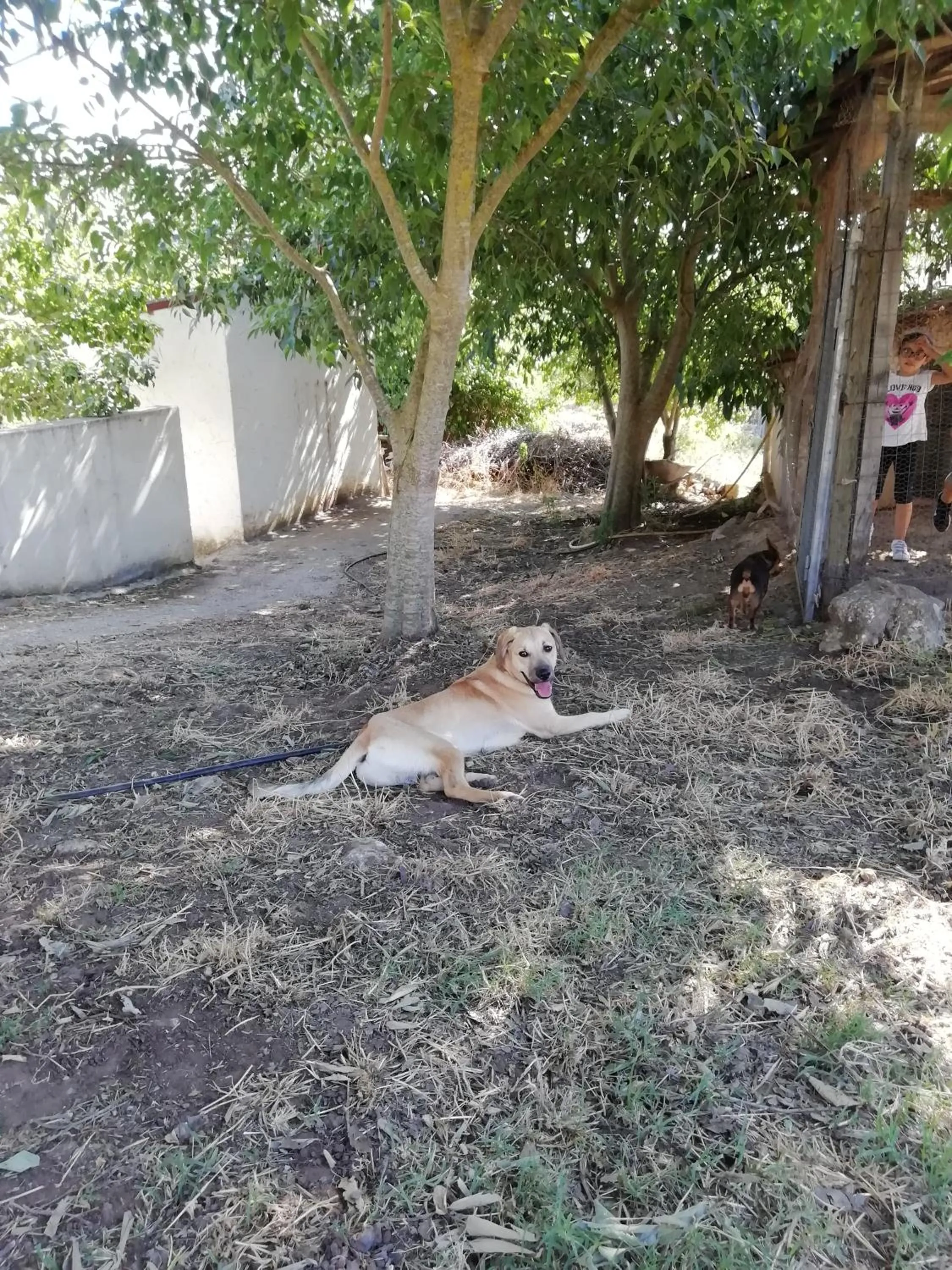 Animals in B&B Badde Cubas