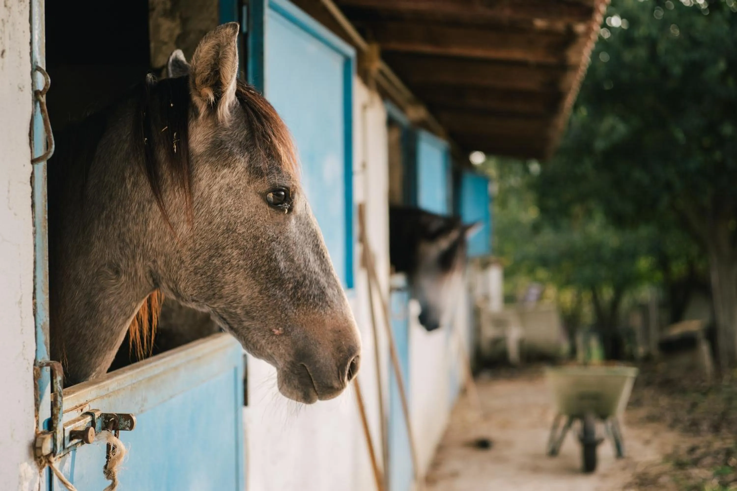 Animals in B&B Badde Cubas