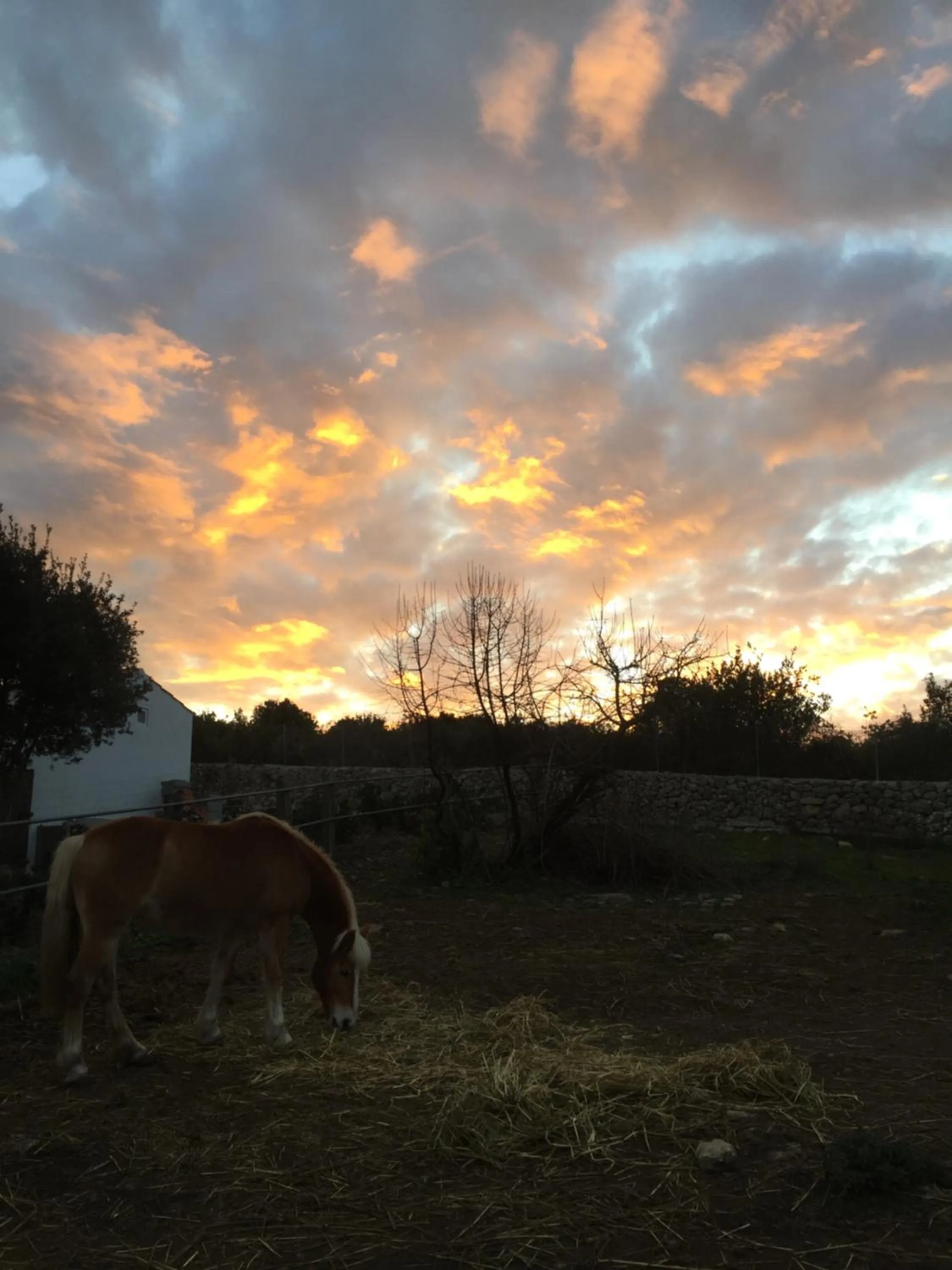 Animals in B&B Badde Cubas