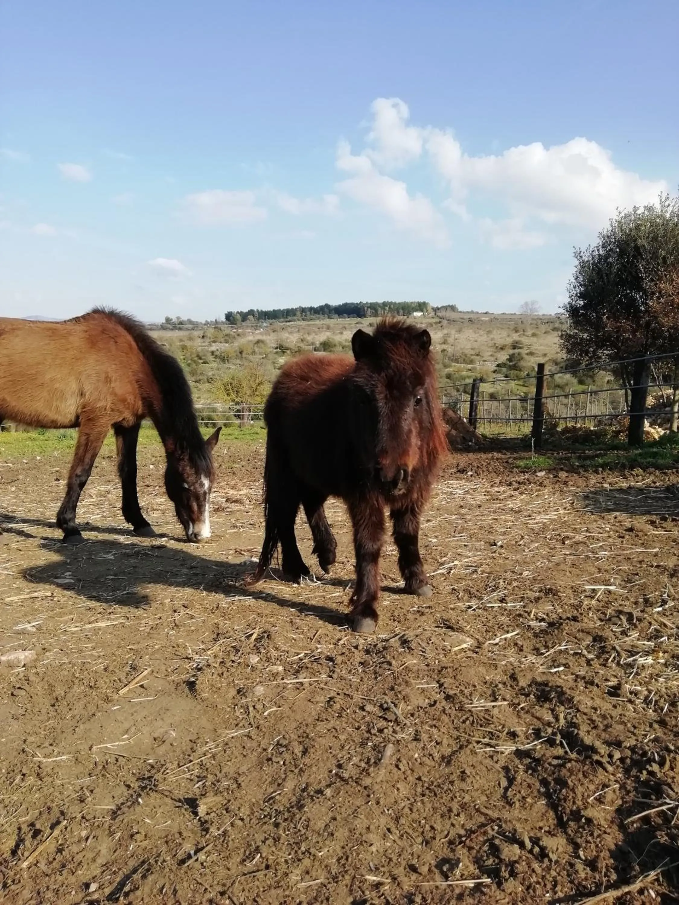 Animals in B&B Badde Cubas