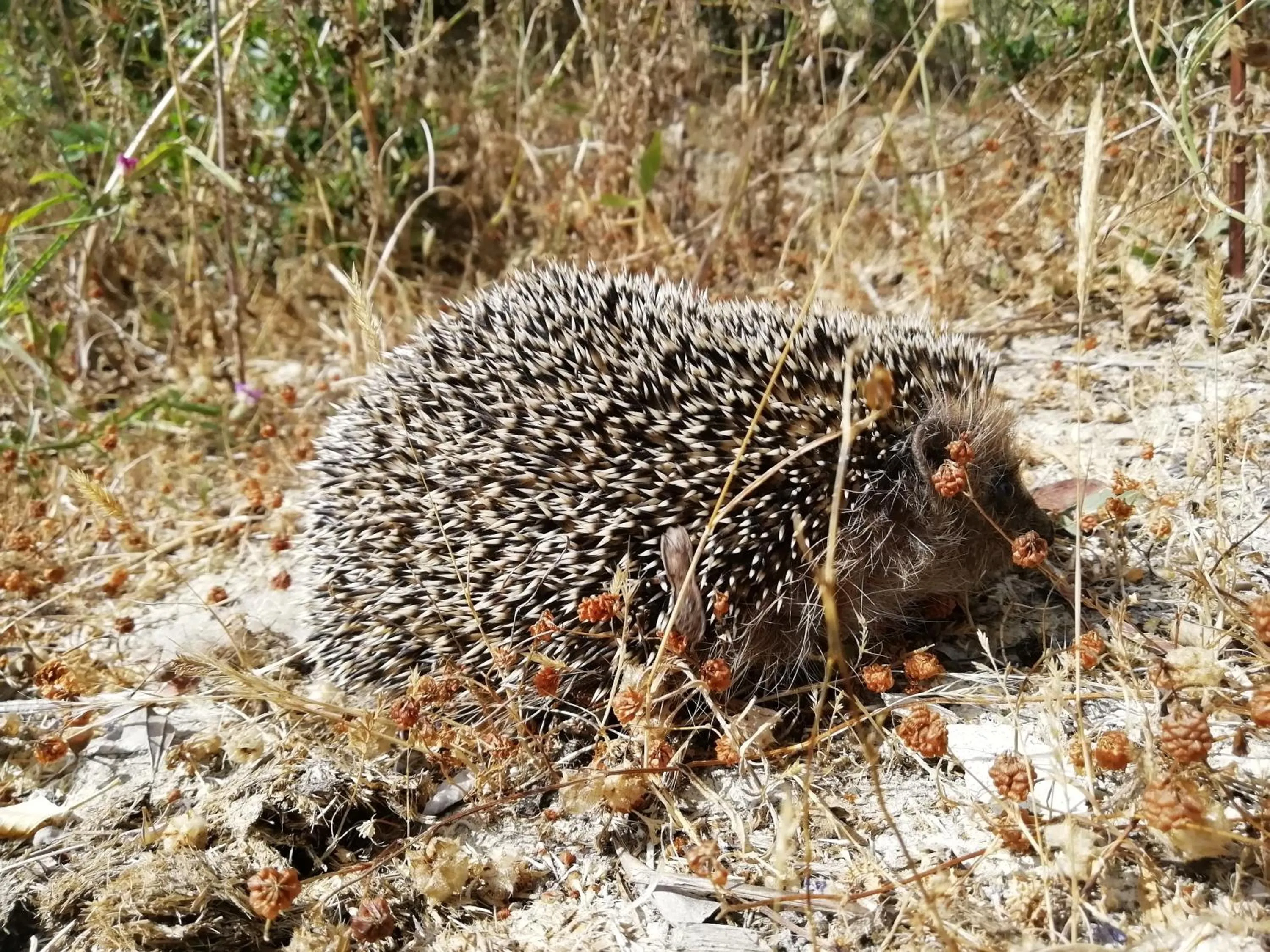 Animals in B&B Badde Cubas