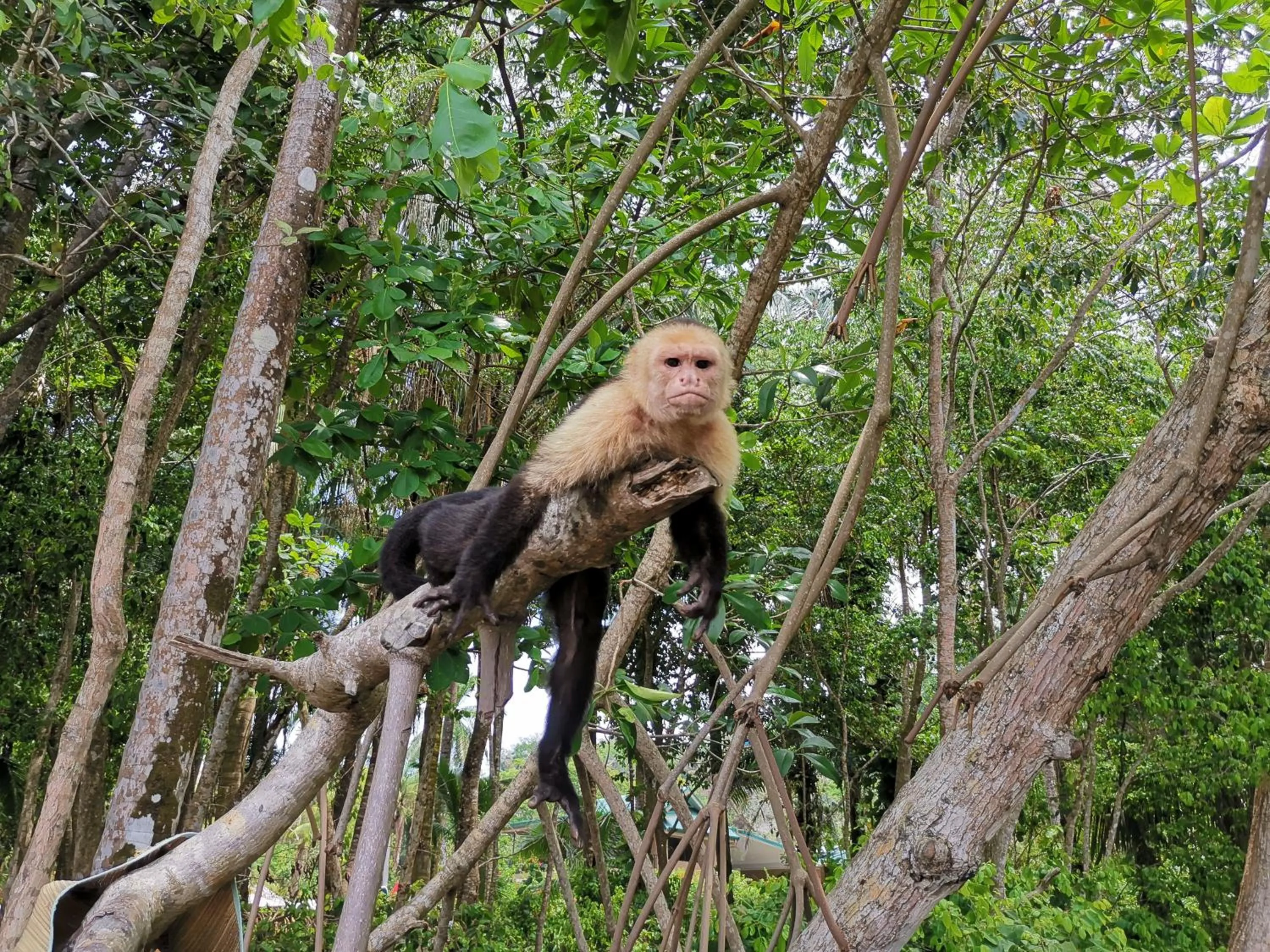 King Room in Jungle Beach Hotel Manuel Antonio