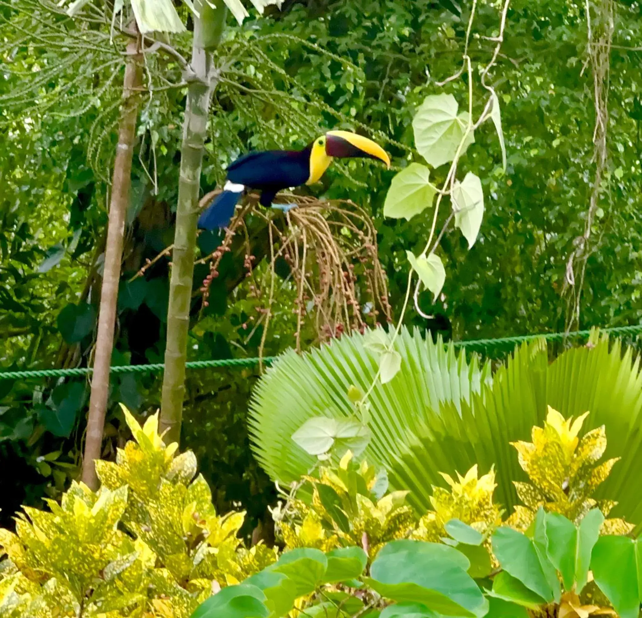 Comfort Room in Jungle Beach Hotel Manuel Antonio Comfort Room in Jungle Beach Hotel Manuel Antonio