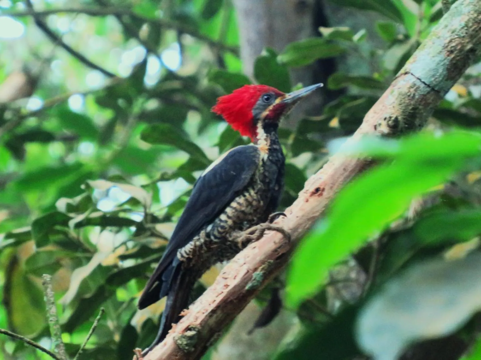 Activities in Minca Ecohabs Hotel