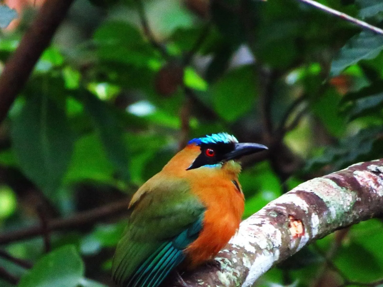 Animals in Minca Ecohabs Hotel