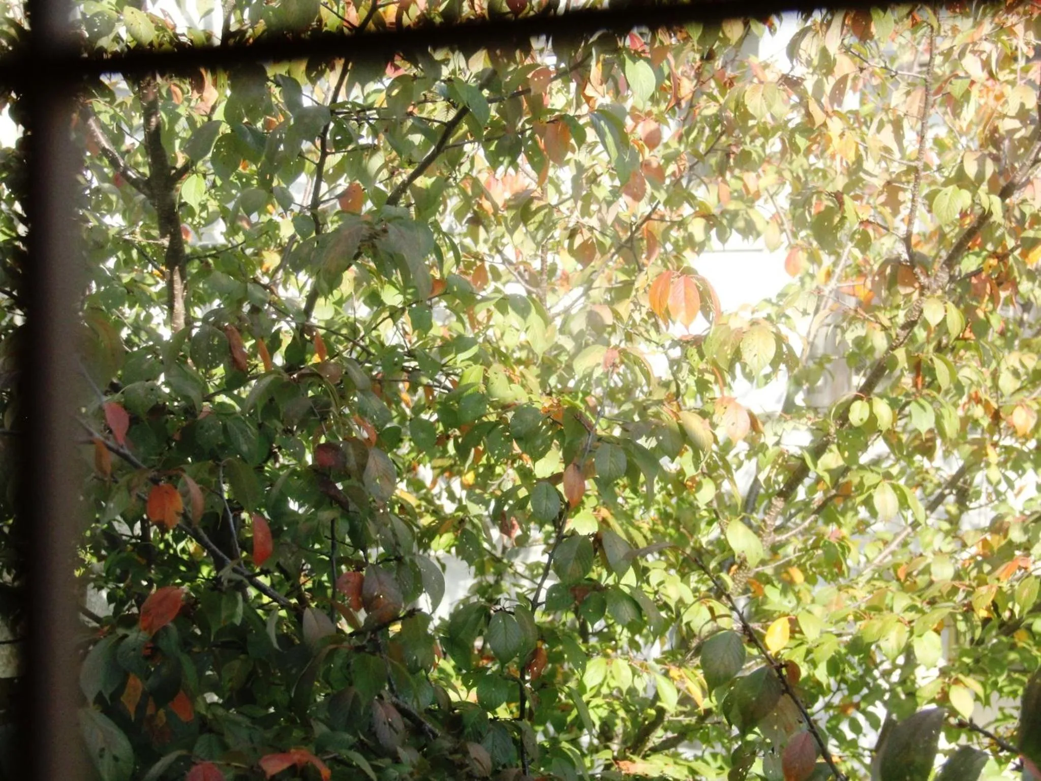 Garden view in Ikemoto