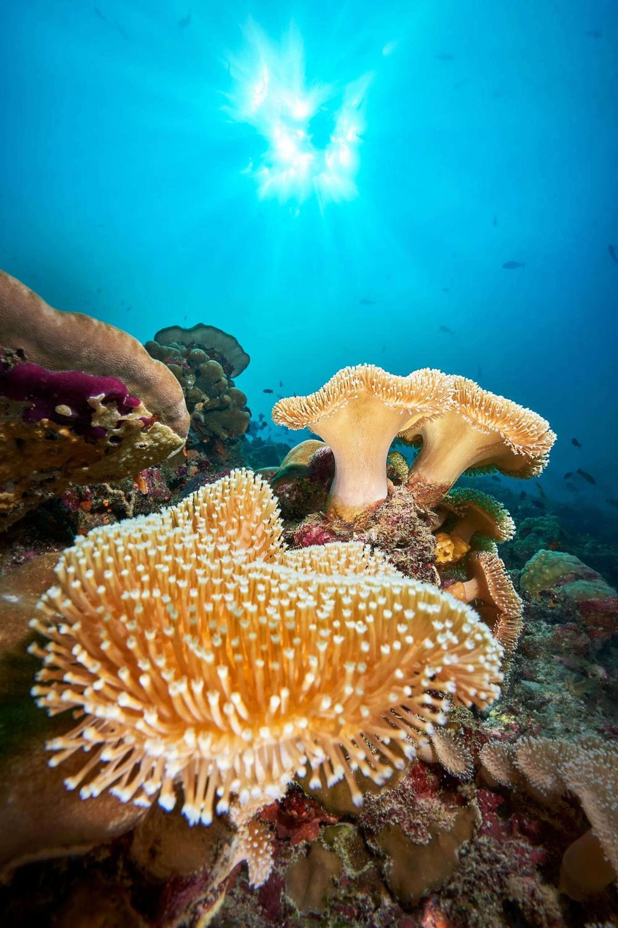 Natural landscape in Cora Cora Maldives - Premium All-Inclusive Resort