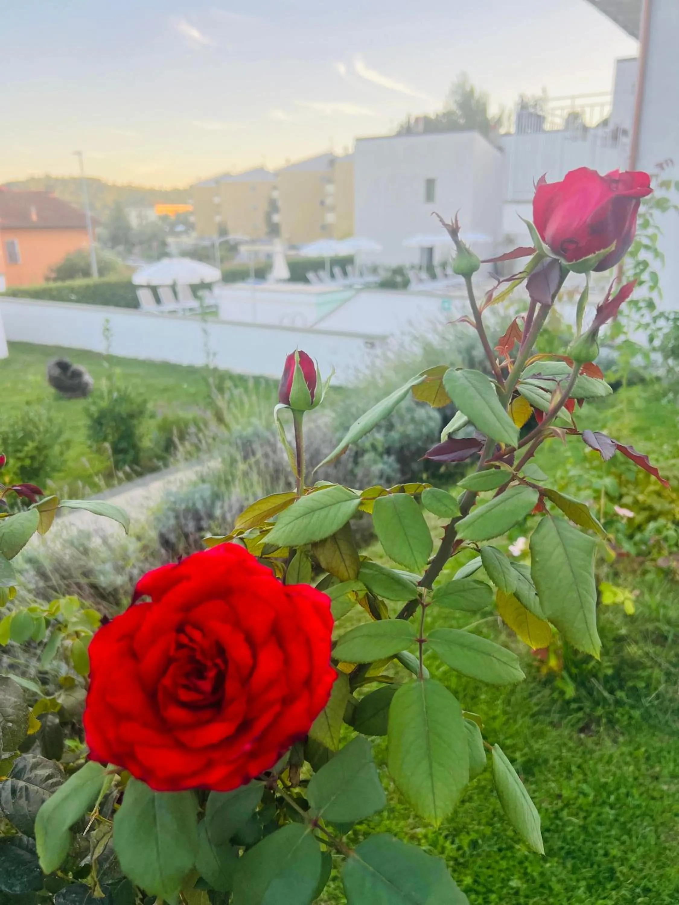 Garden in The Florence Hills Resort & Wellness