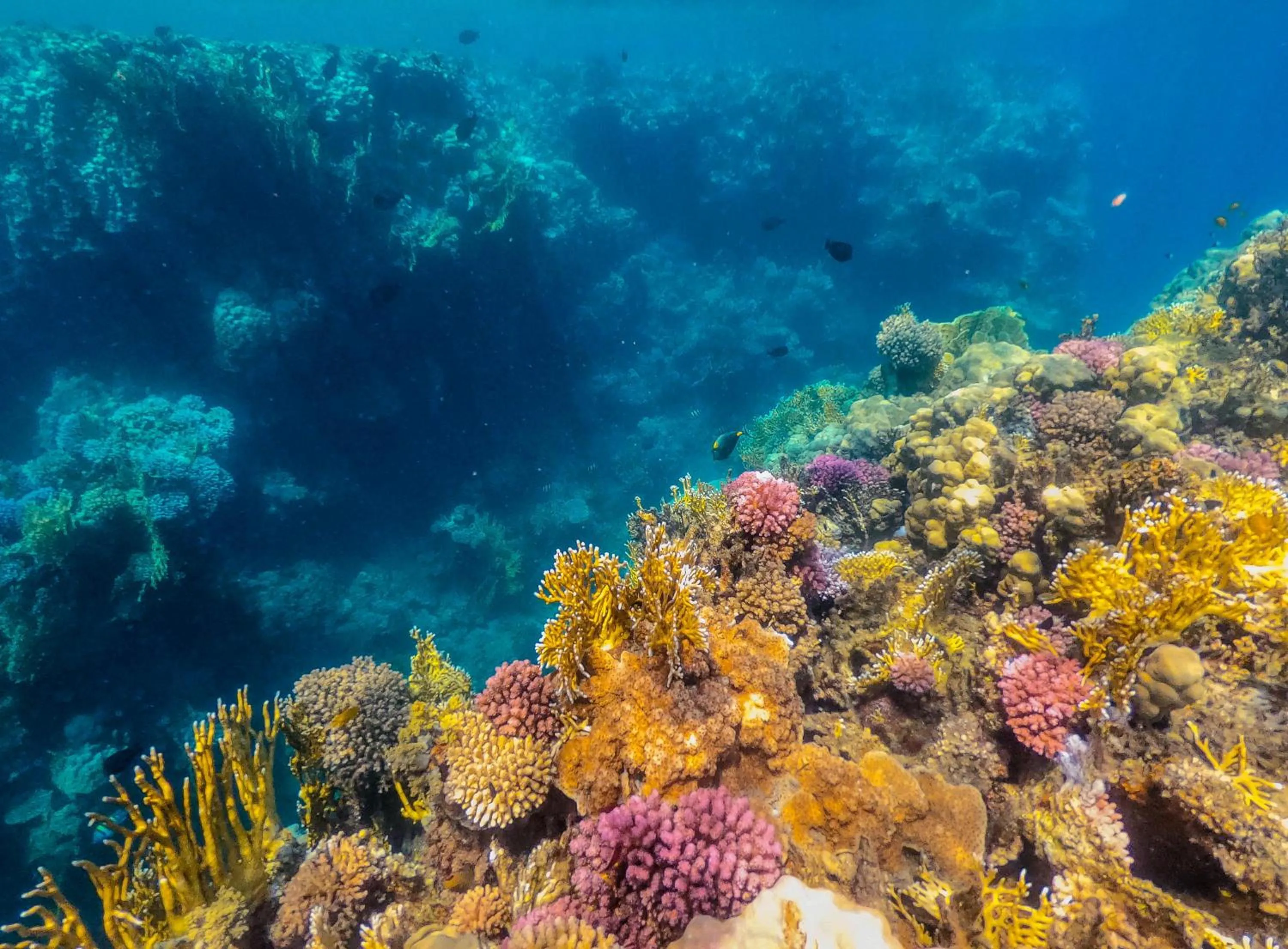 Sea view in Sataya Resort Marsa Alam