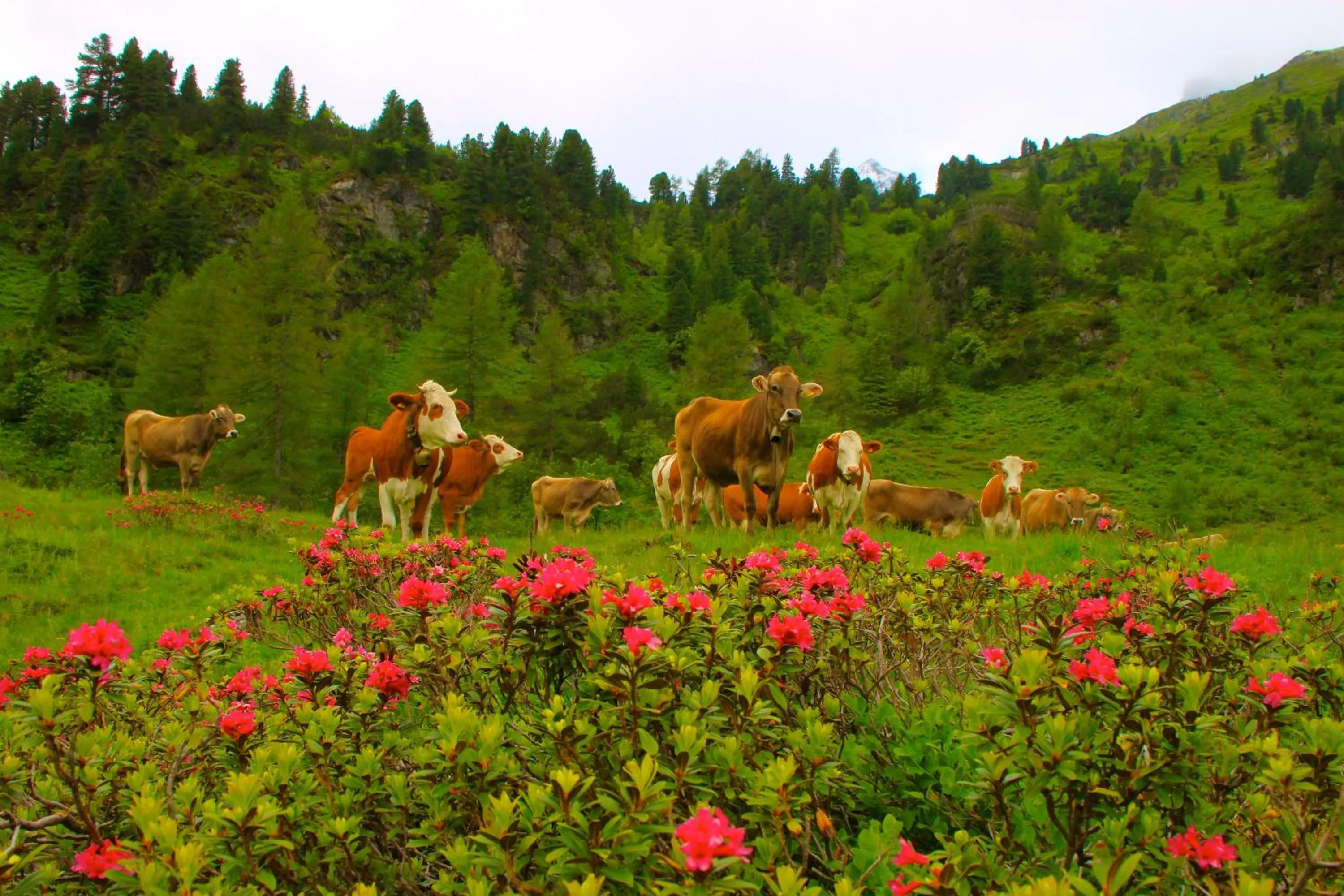 Activities in Appartements-Restaurant Schwaiger