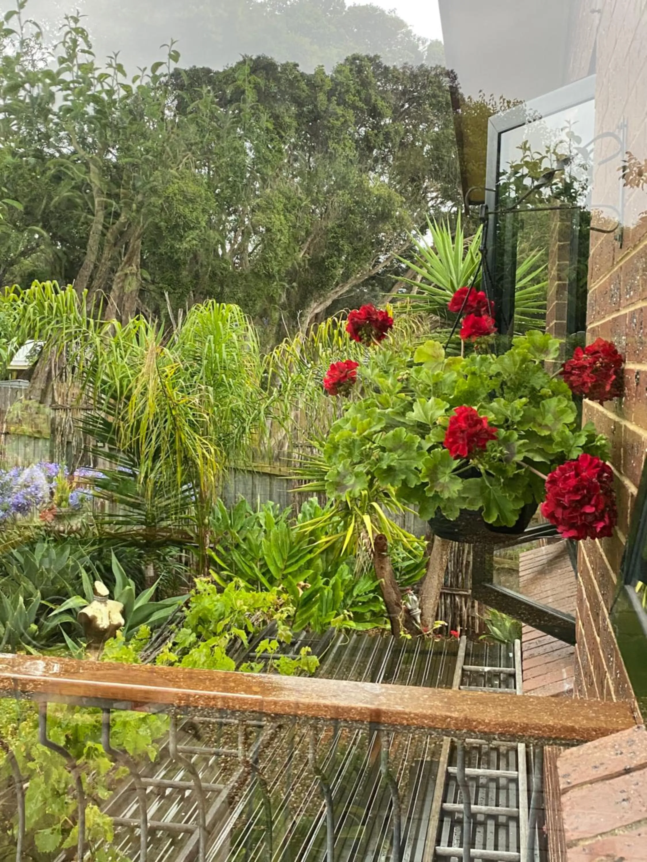 Garden in The Studio