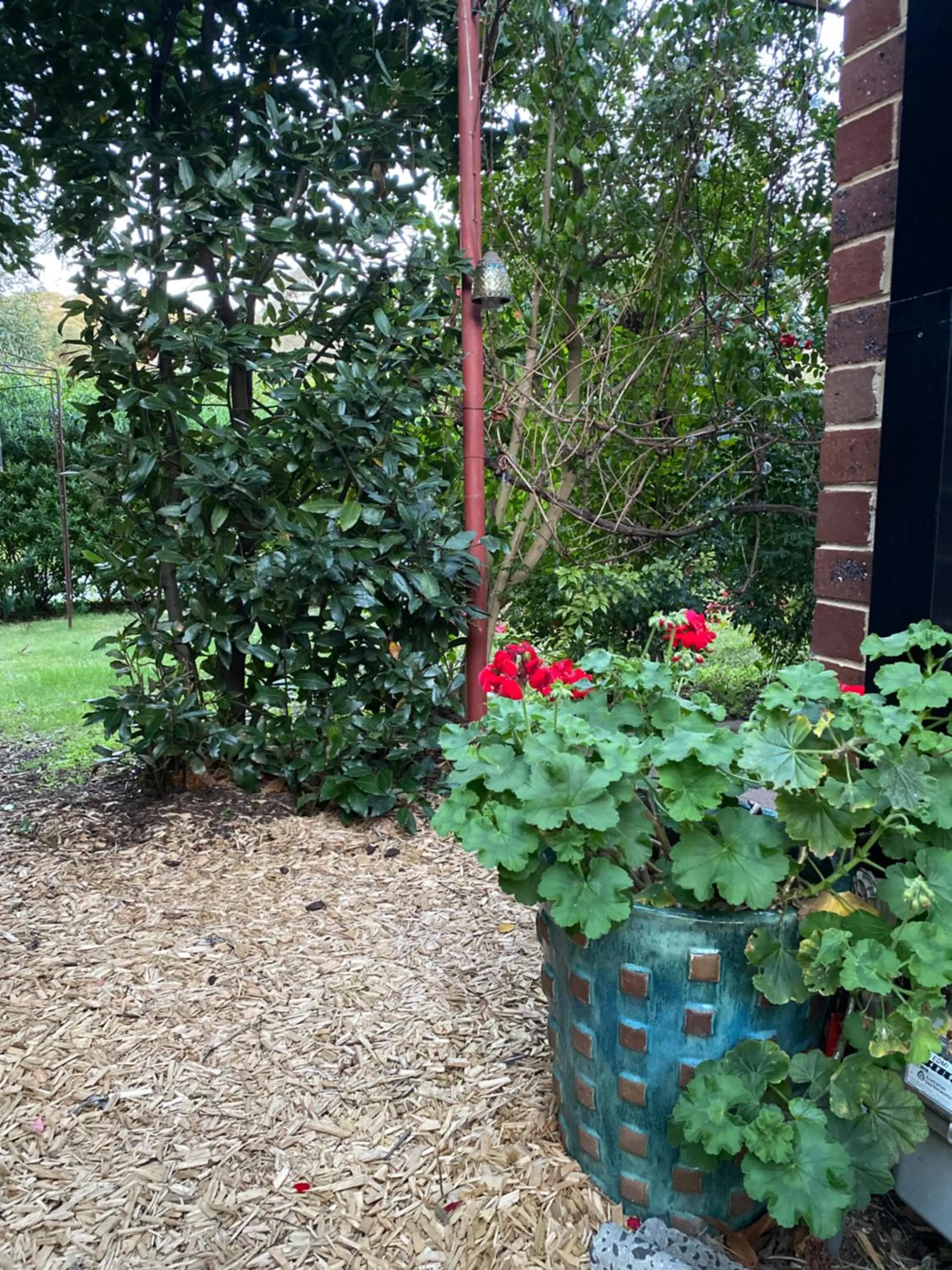 Garden in The Studio
