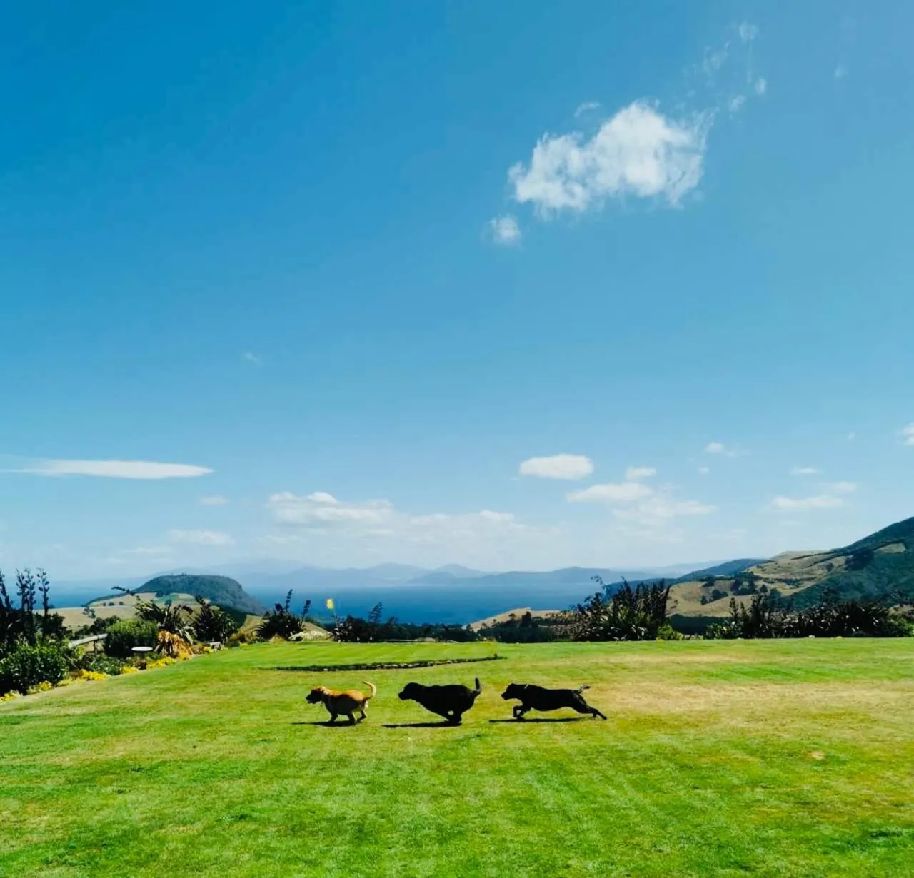 Animals in Hilltop Whakaipo Estate