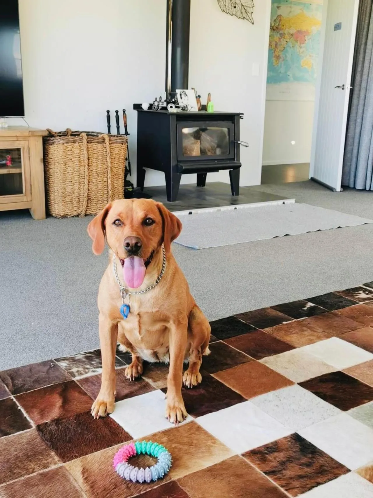 Pets in Hilltop Whakaipo Estate