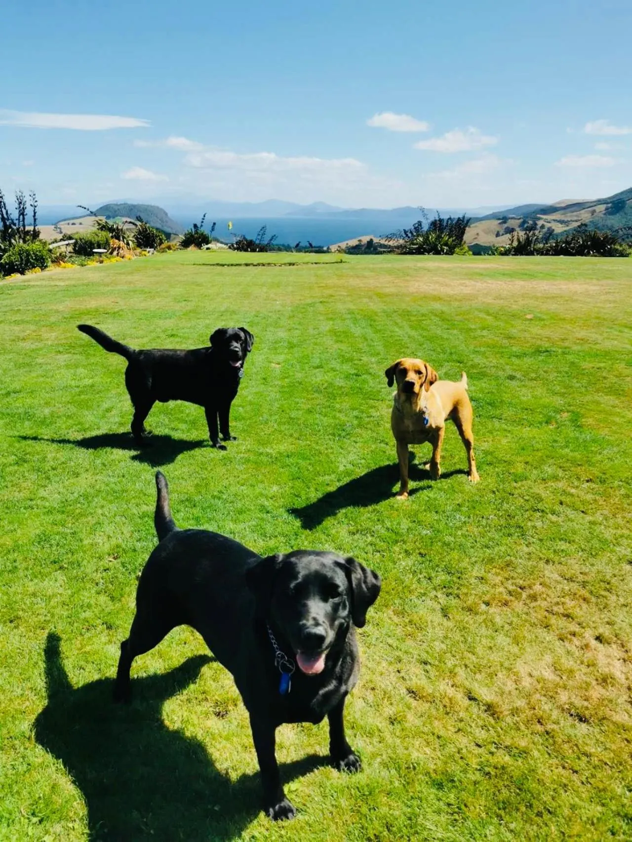 Pets in Hilltop Whakaipo Estate