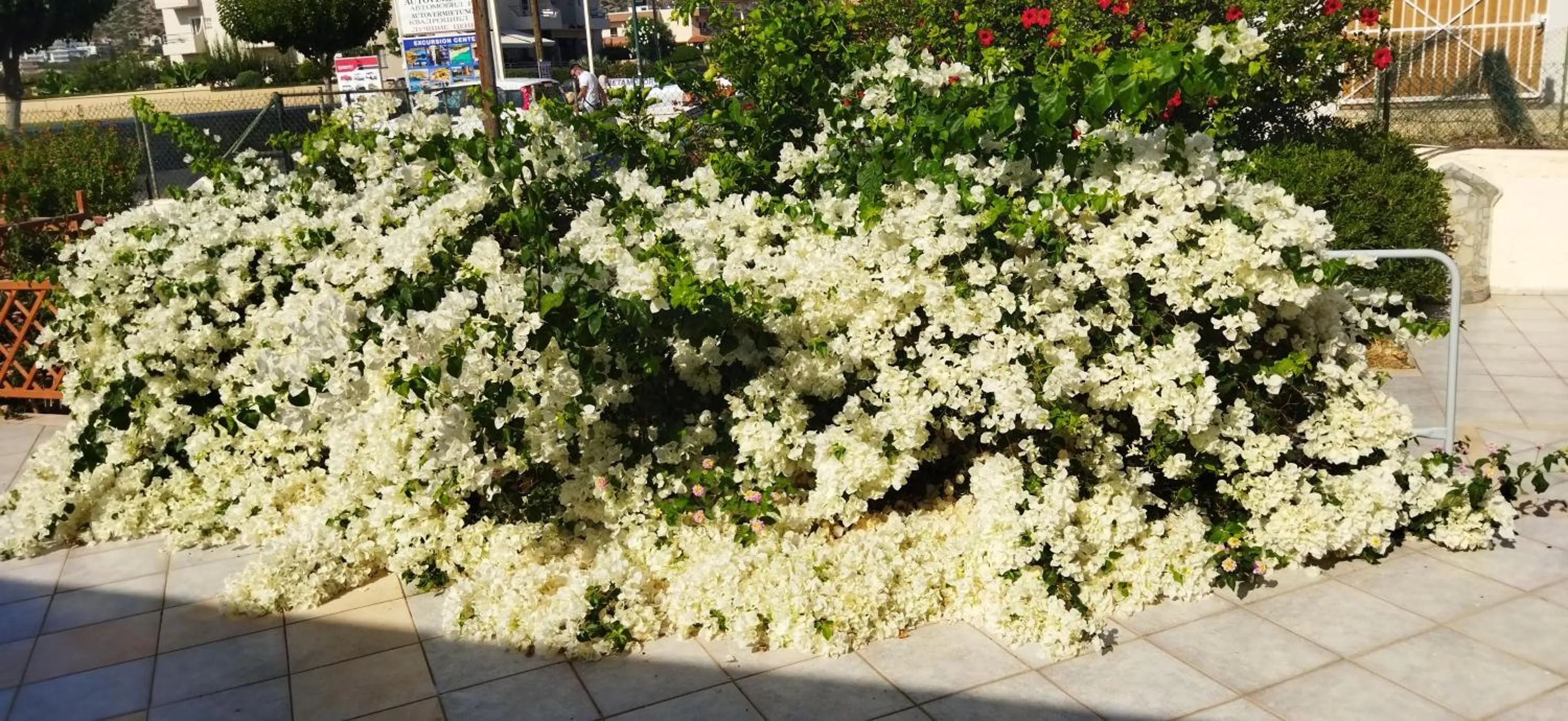 Garden in Cleo Rooms 250m from the beach