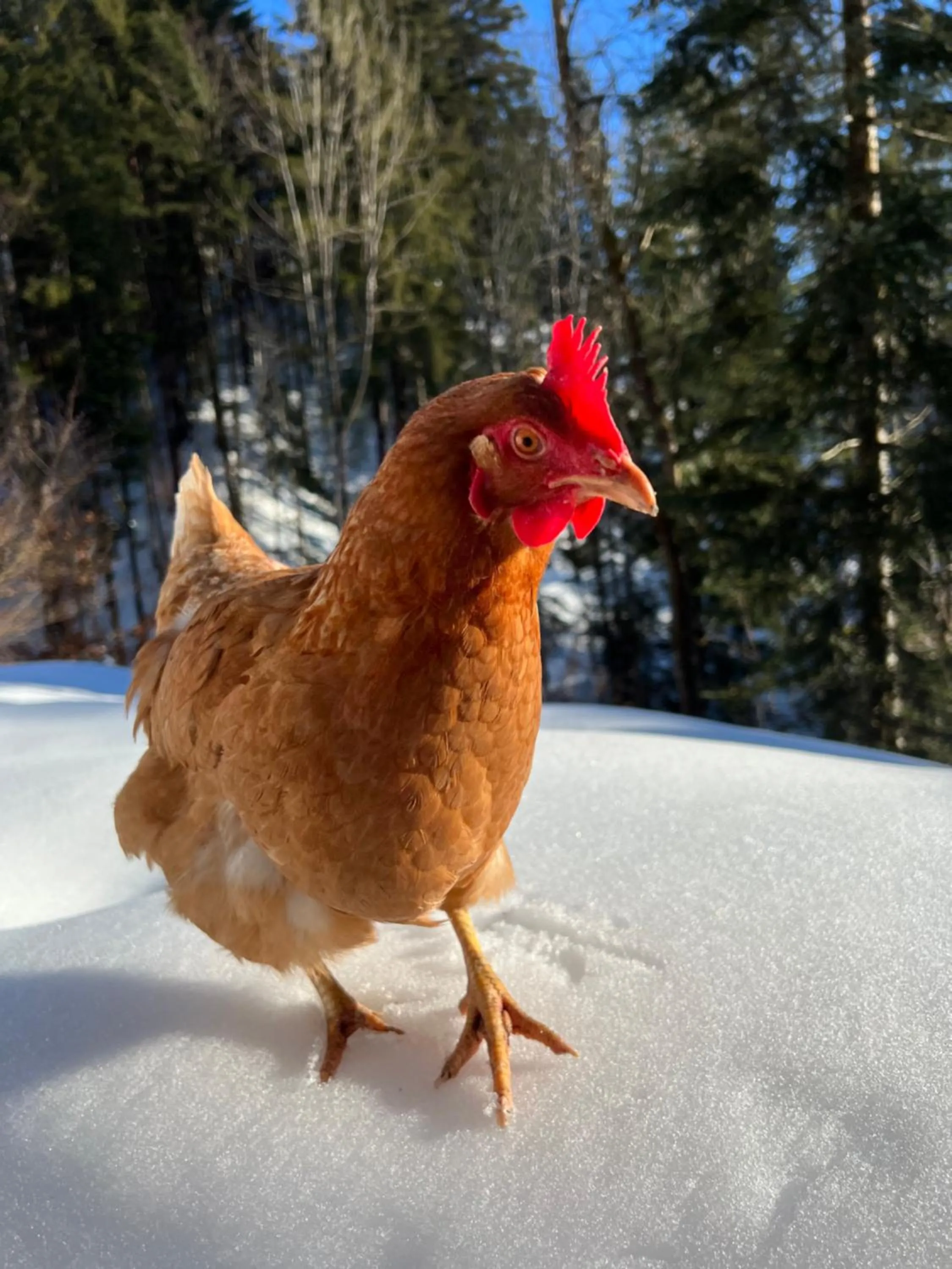 Animals in Sunnseit Lodge - Kitzbüheler Alpen