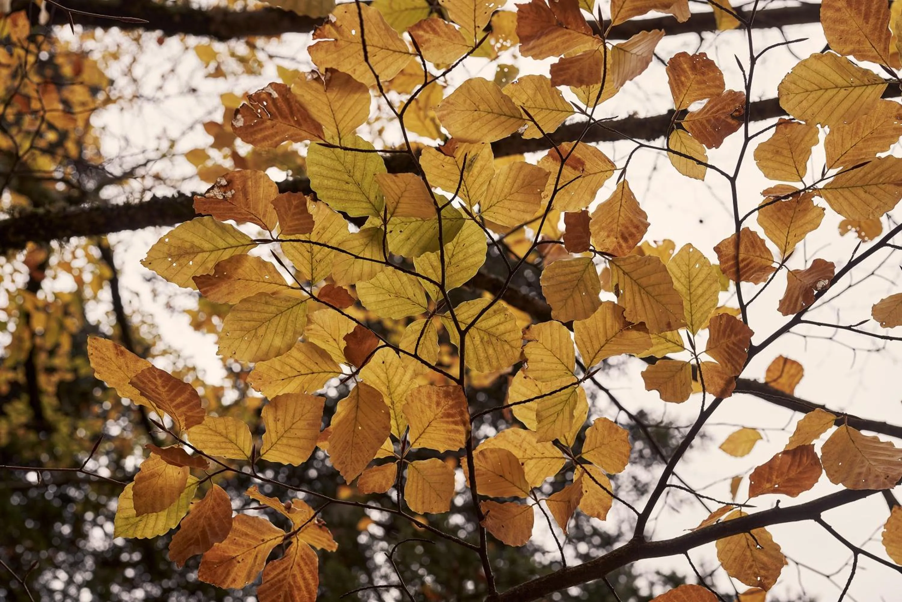 Grand Forest Metsovo - Leading Hotels of the World