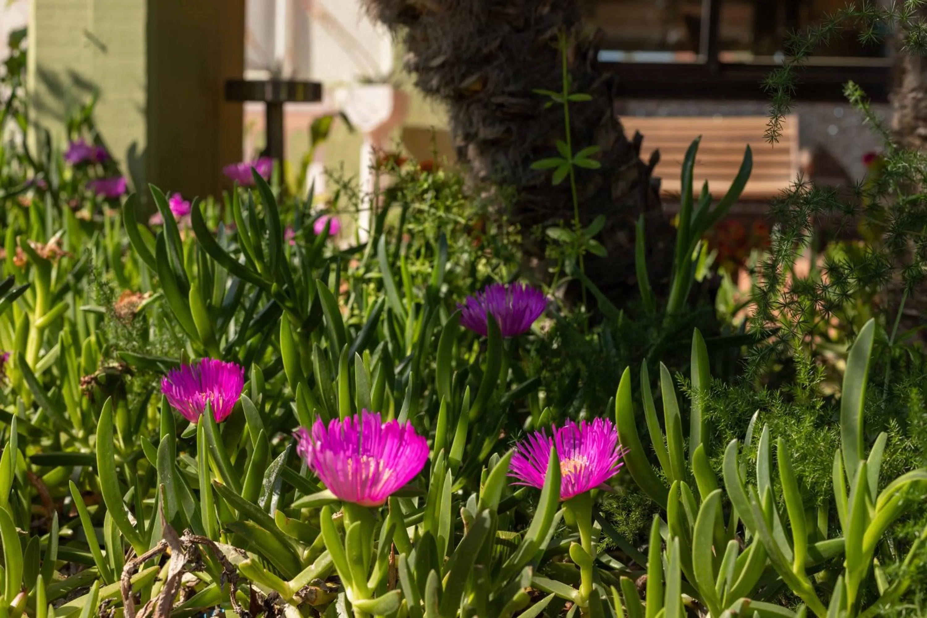 Garden in Hotel Riva Etrusca