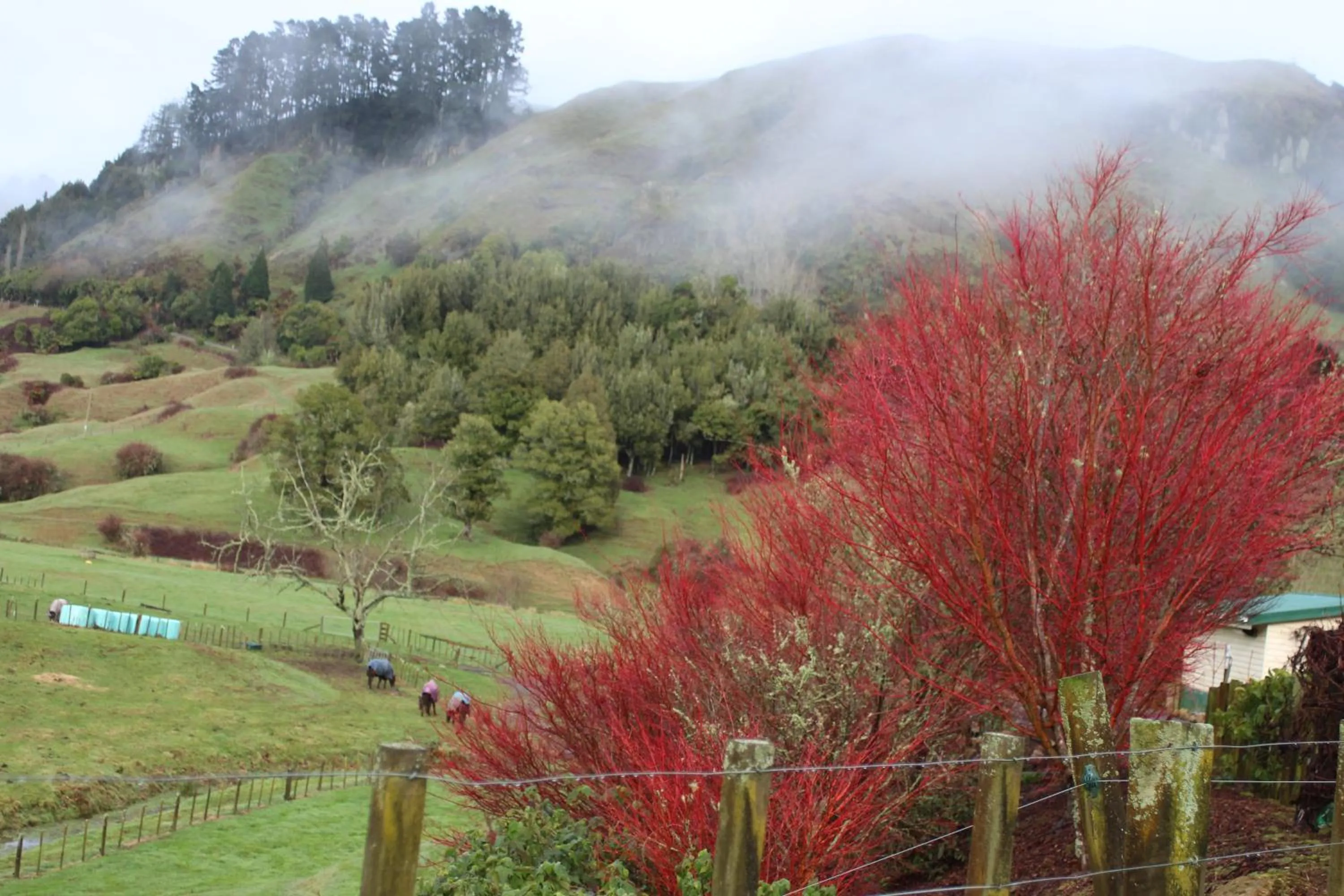 Garden view in Aramatai Gardens