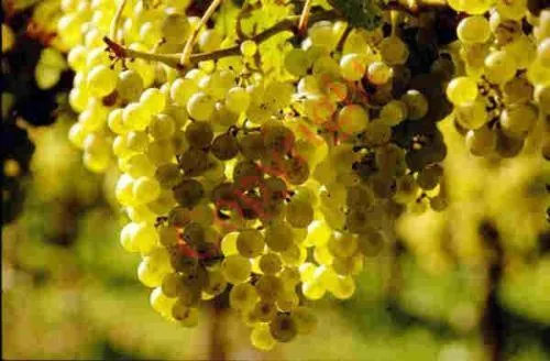 Other in Landgasthof zum Lamm