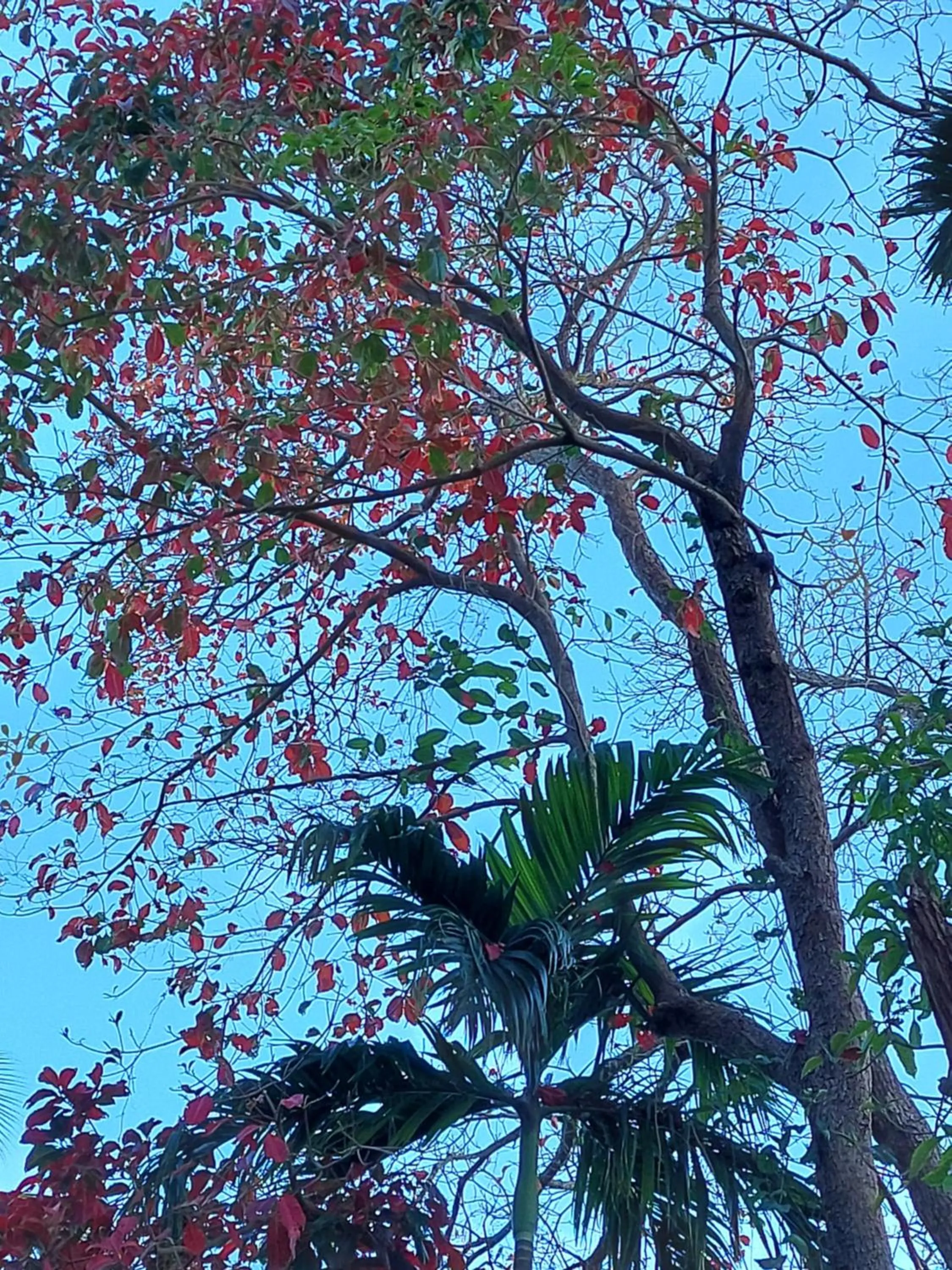 Day in Adhvasaha Beach Spa Resort