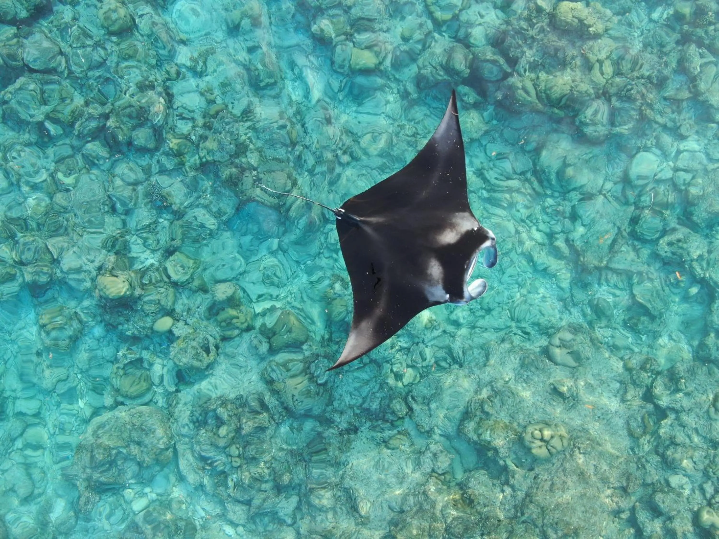 Animals in Jeym Lodge