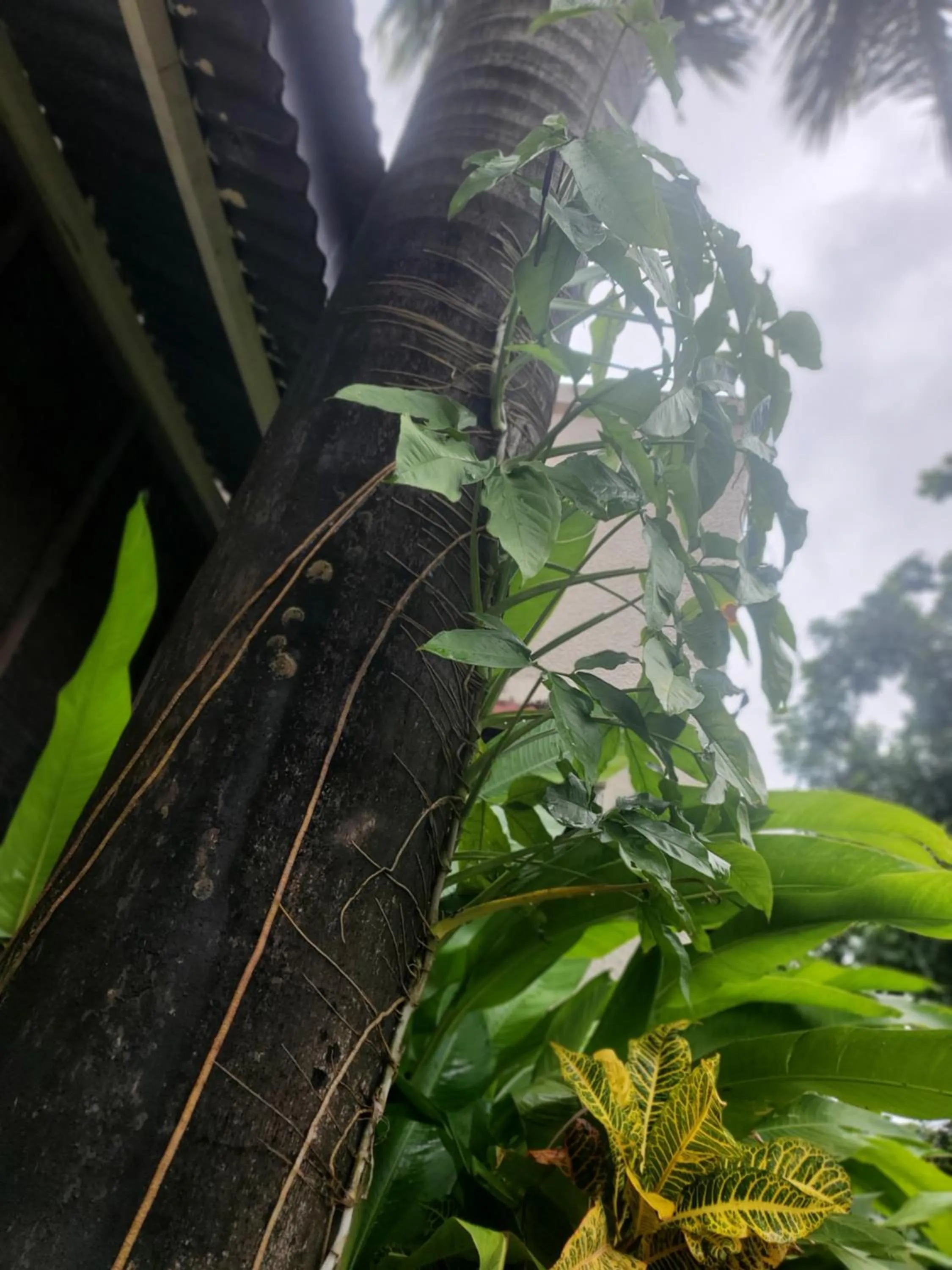 Natural landscape in L&J Modern Backpackers Kinondoni