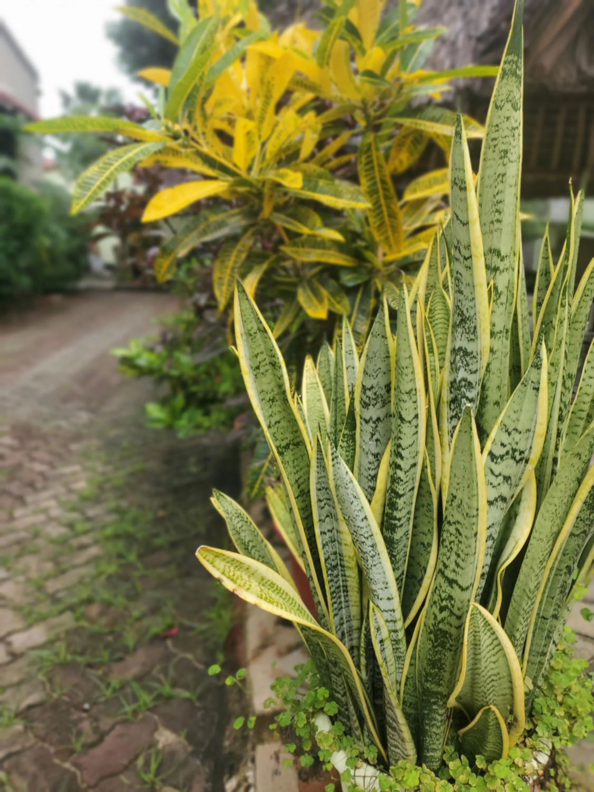 Garden view in L&J Modern Backpackers Kinondoni