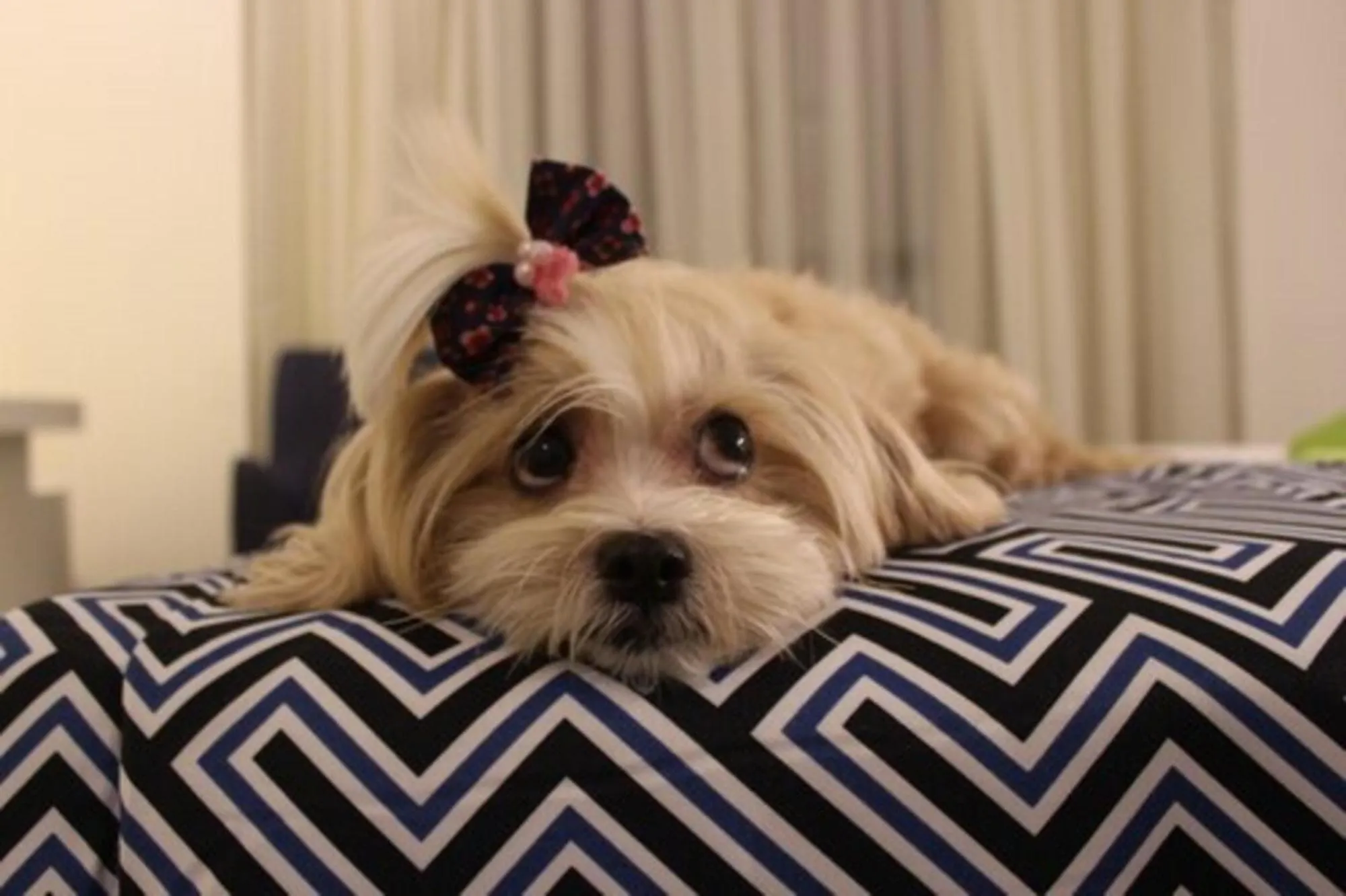 Pets in Mural Living Hotel Manaus