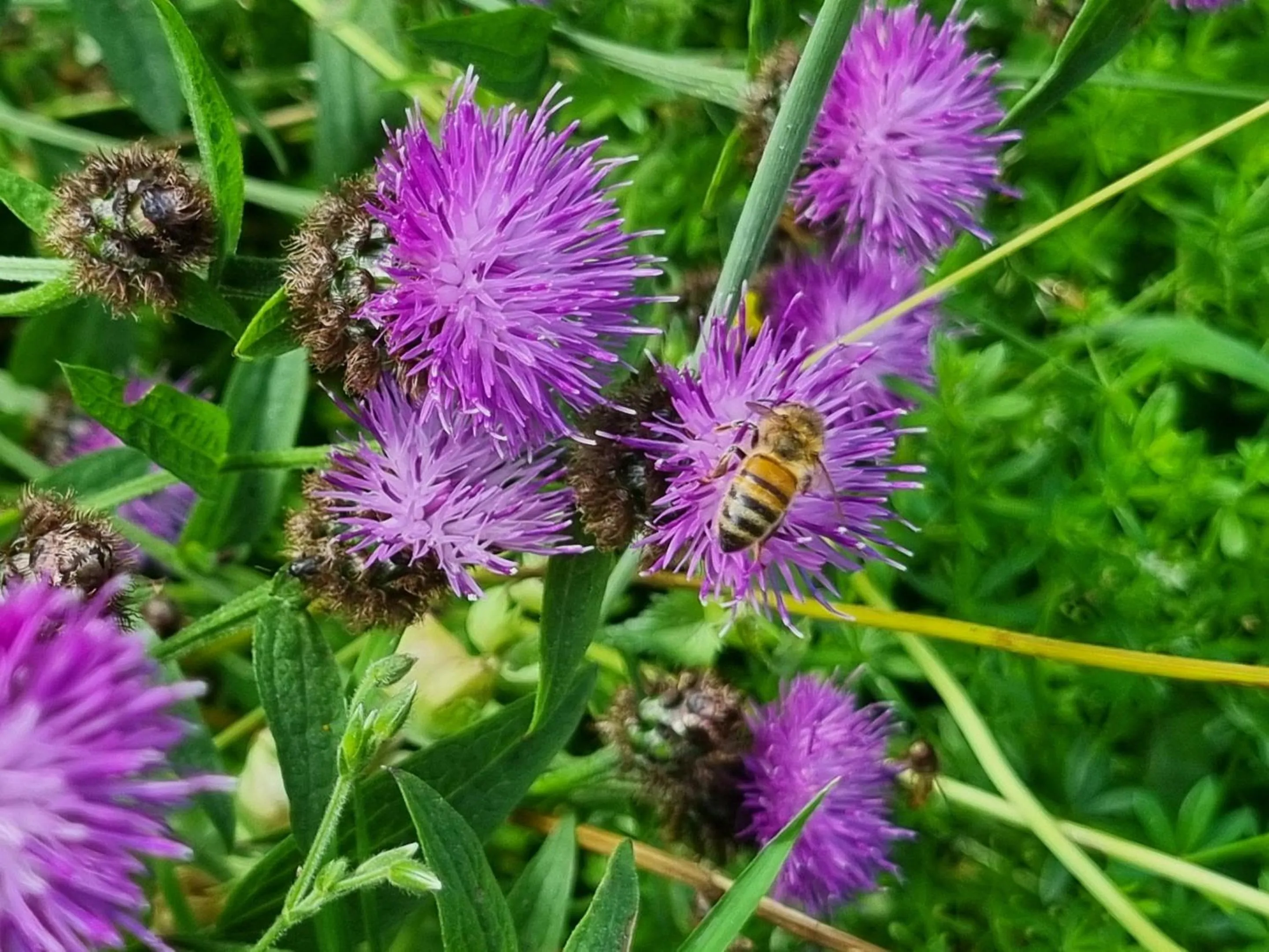 Natural landscape in Eco Indigo