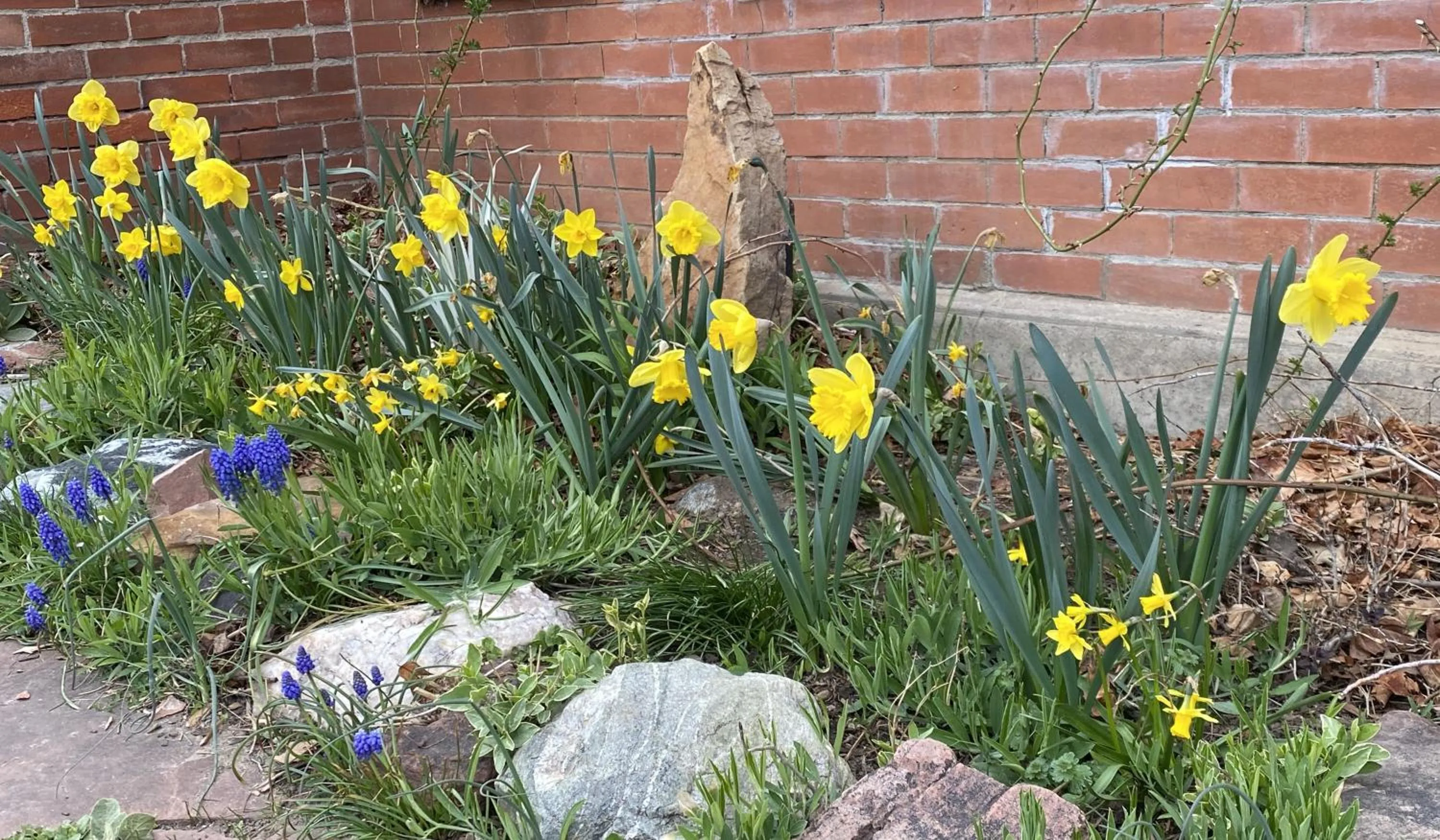 Garden in Boulder Guest House