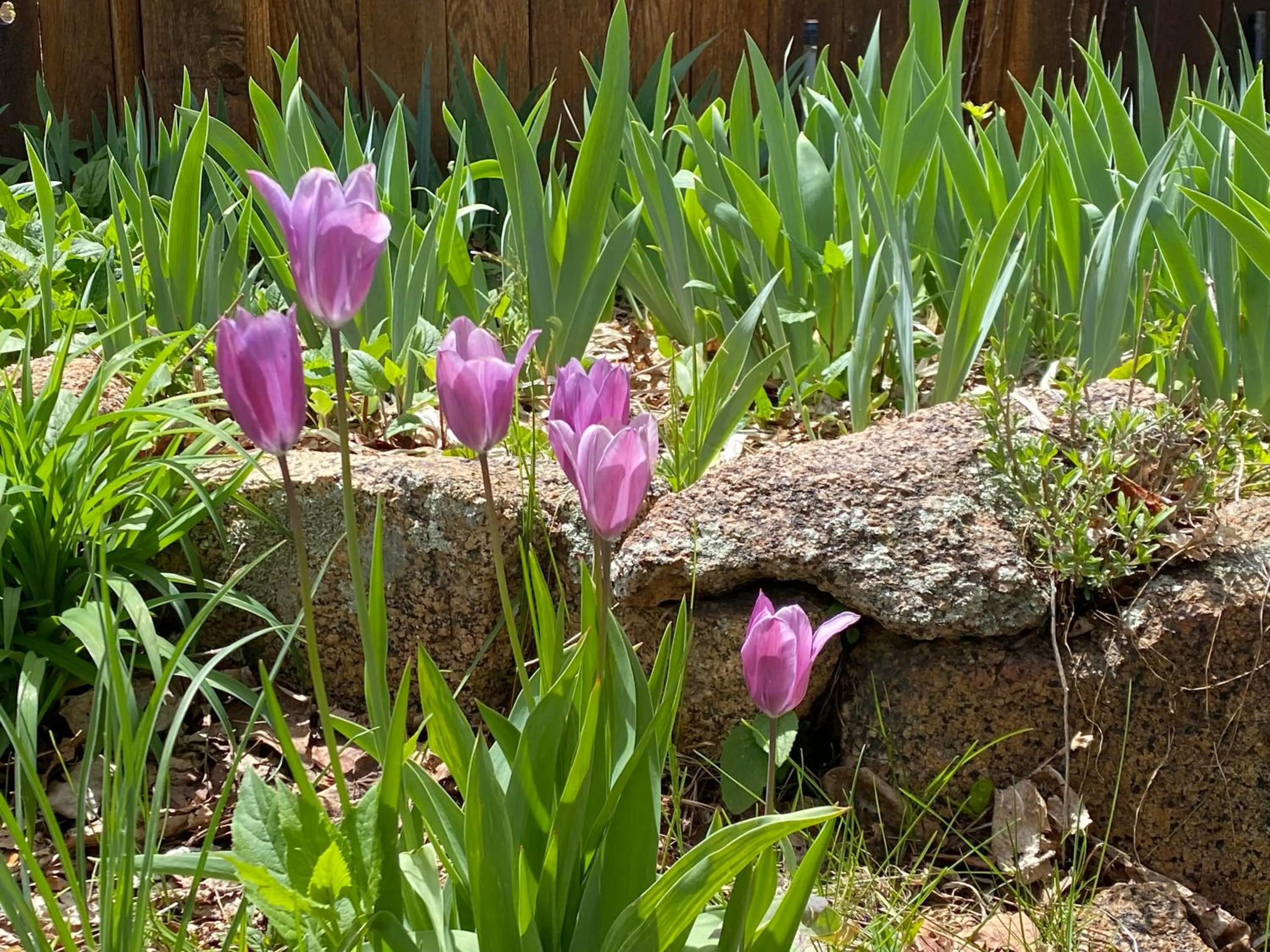 Garden in Boulder Guest House