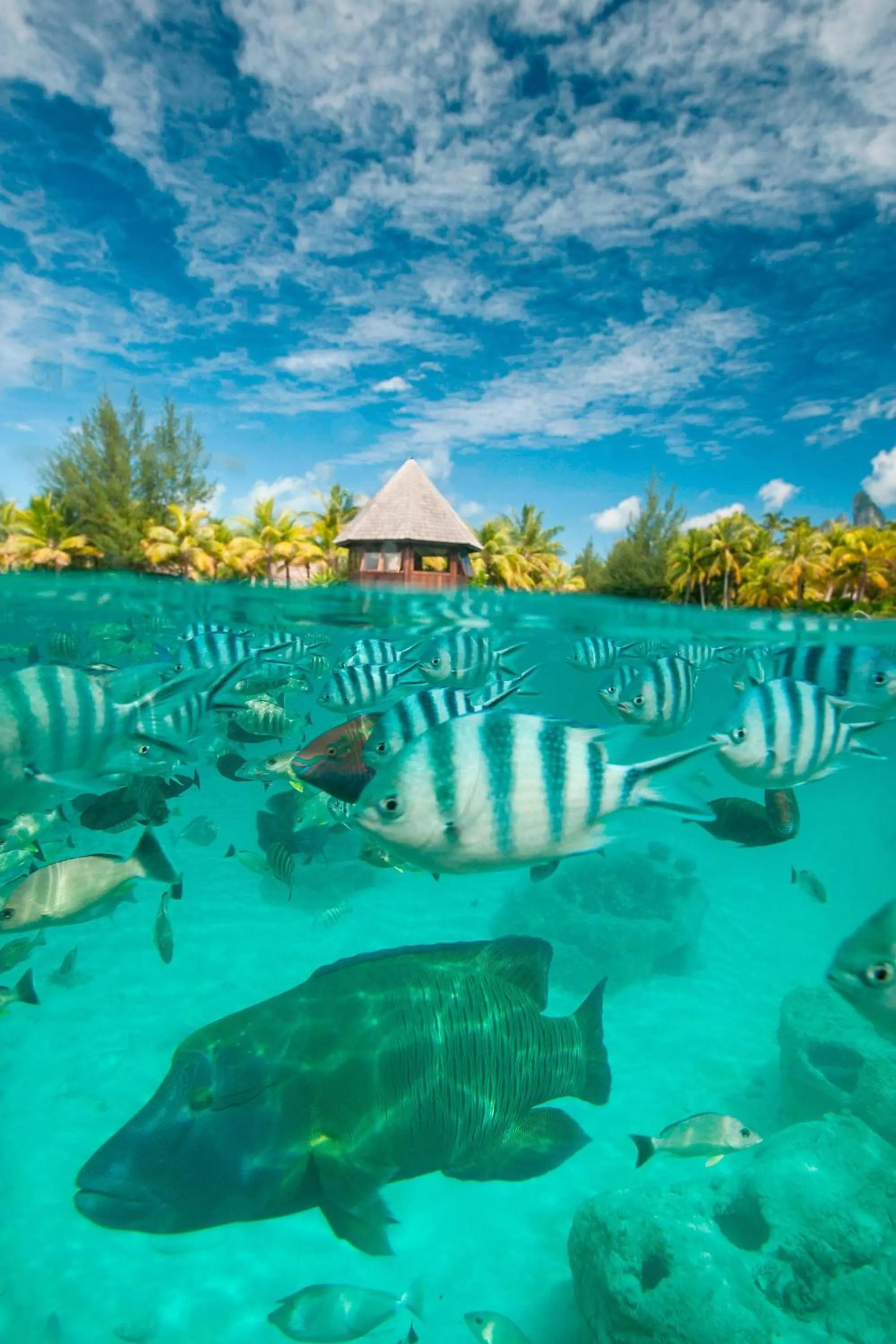 Restaurant/places to eat in The St. Regis Bora Bora Resort