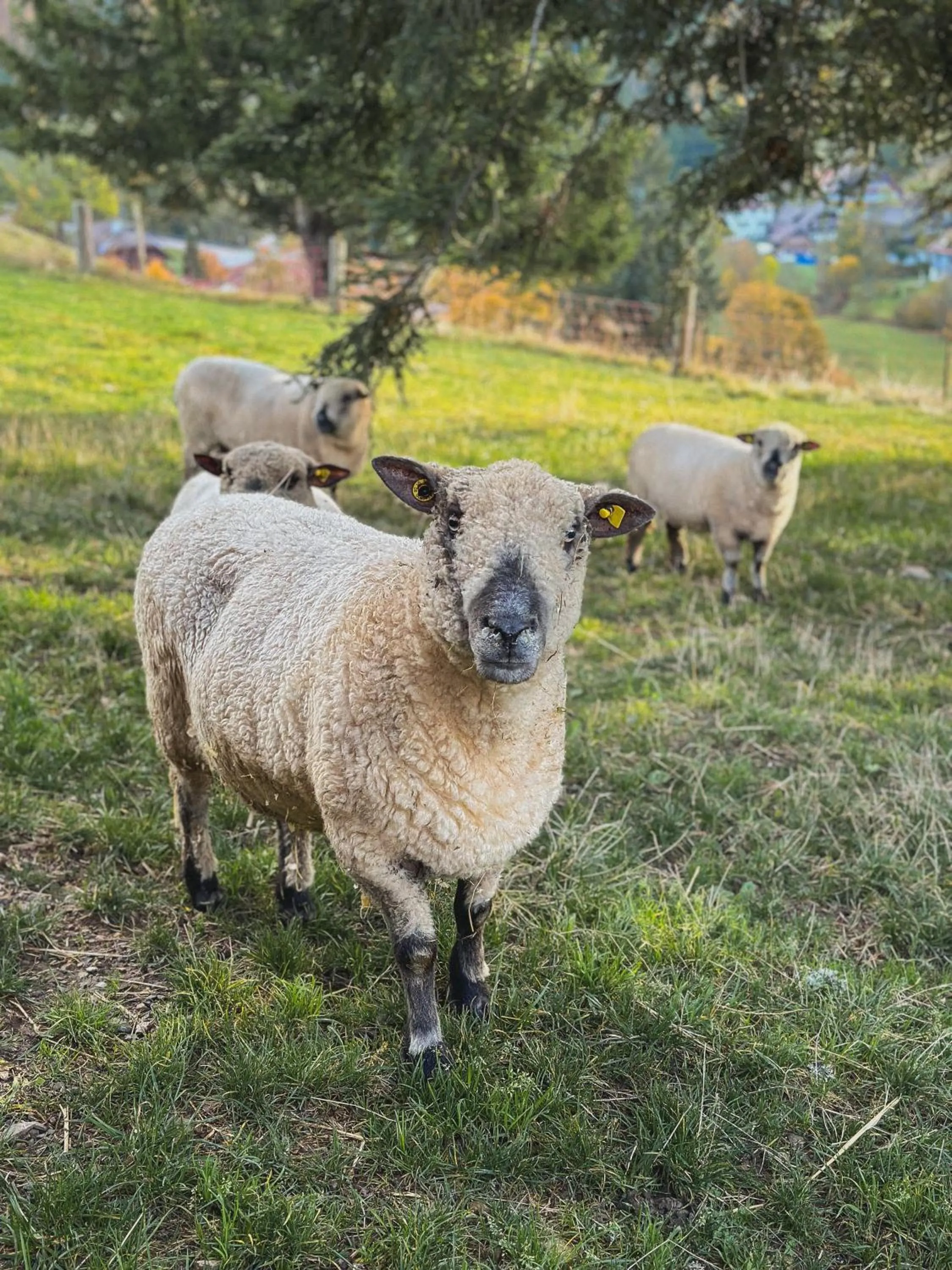 Animals in Hotel Schwarzwald-Resort Rößle